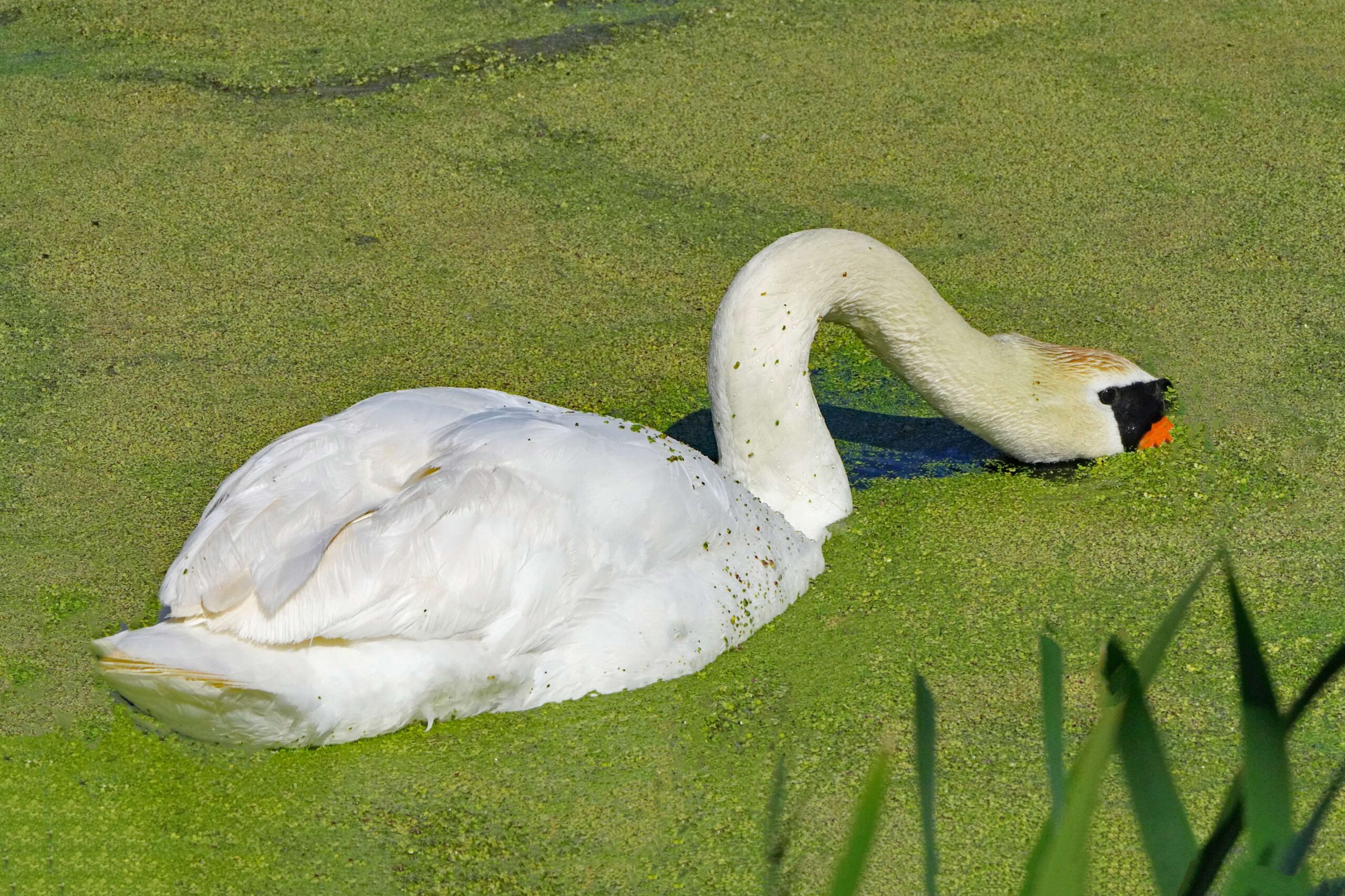 Mute Swan