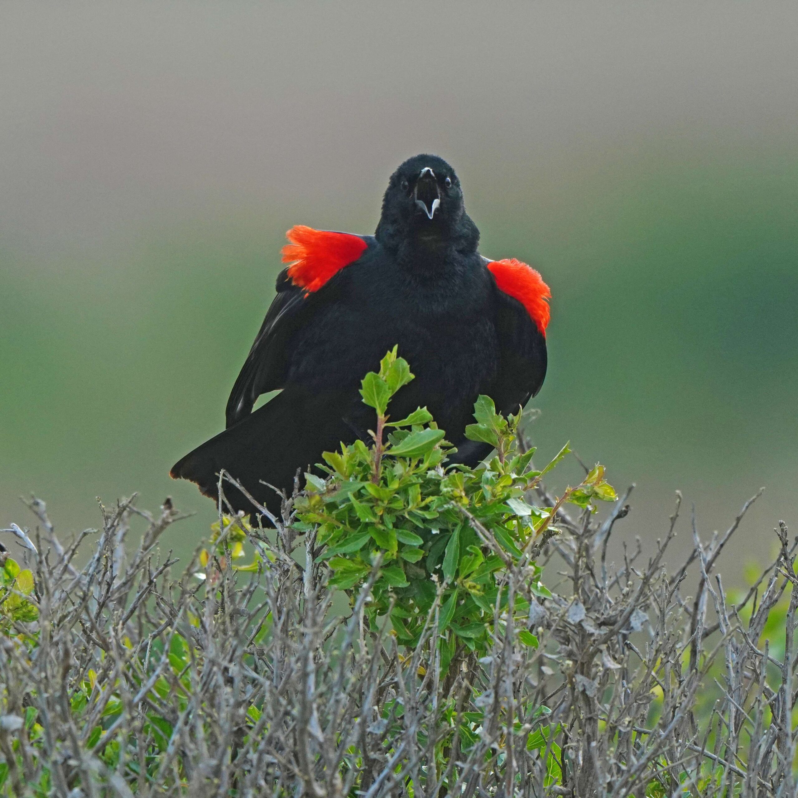 Red-winged Blackbird