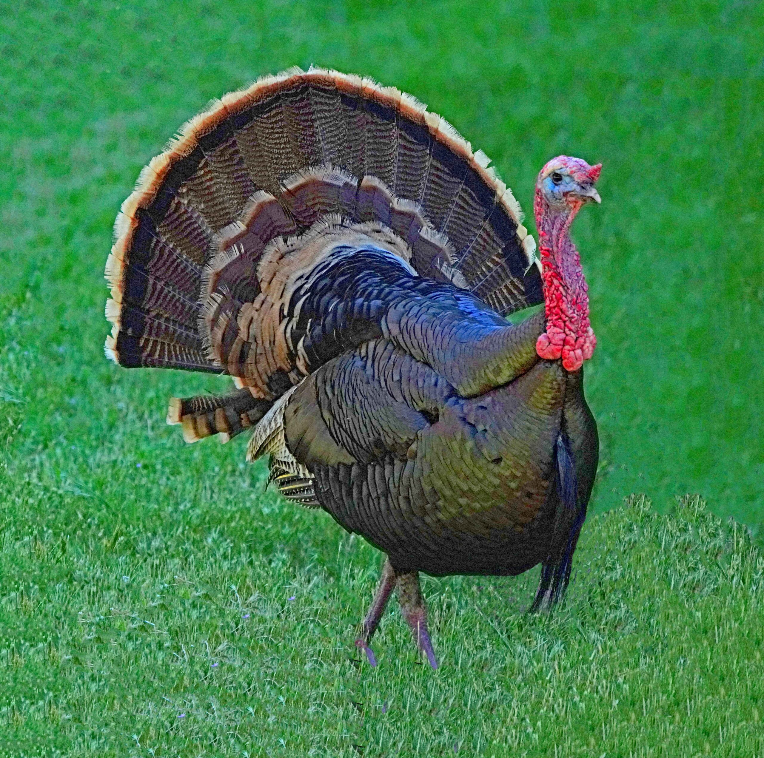 Wild Turkey