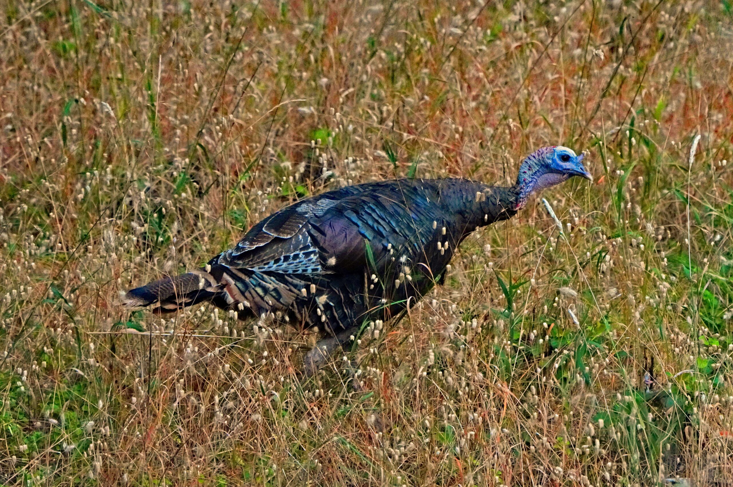 Wild Turkey