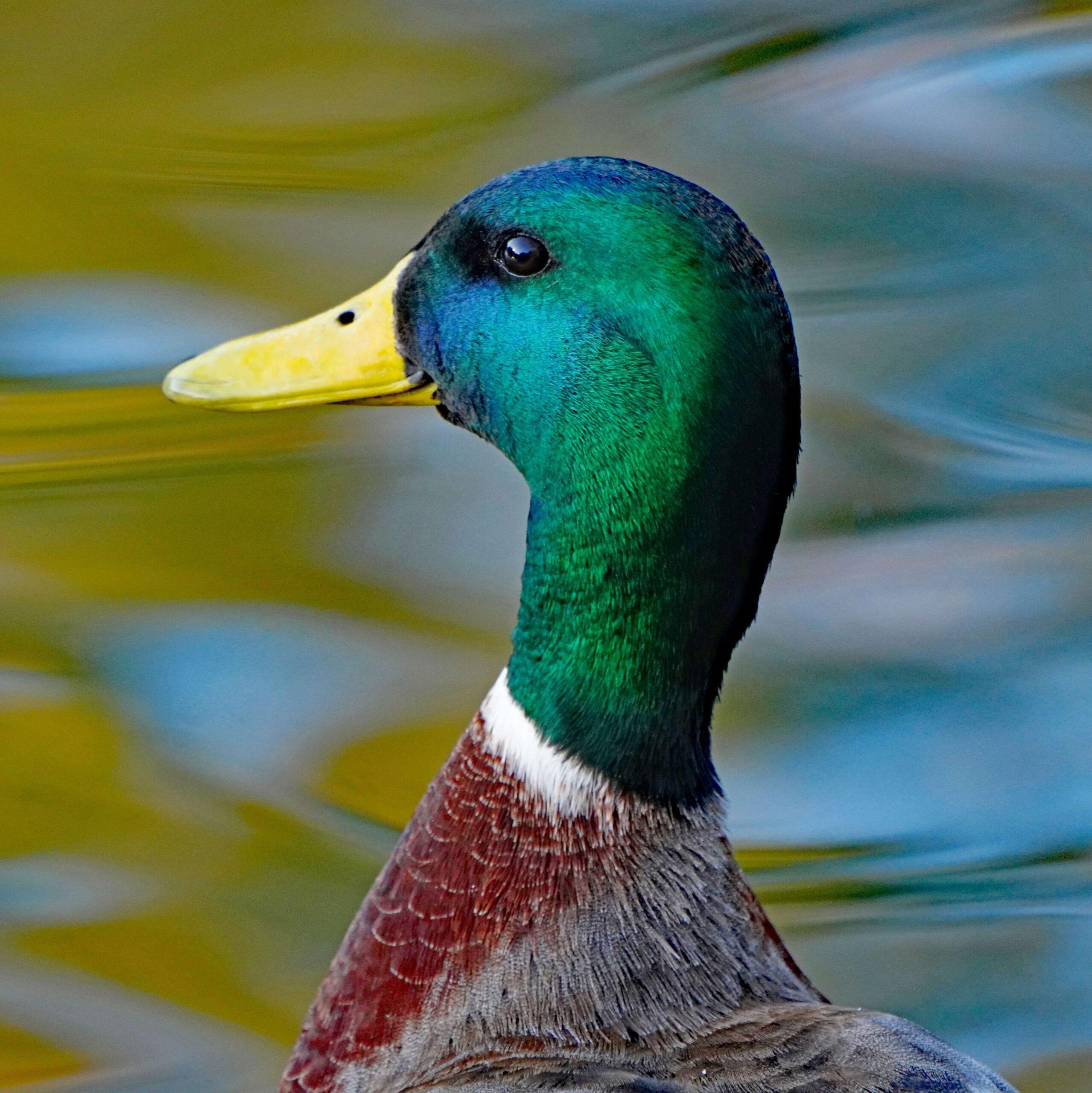 Mallard Duck