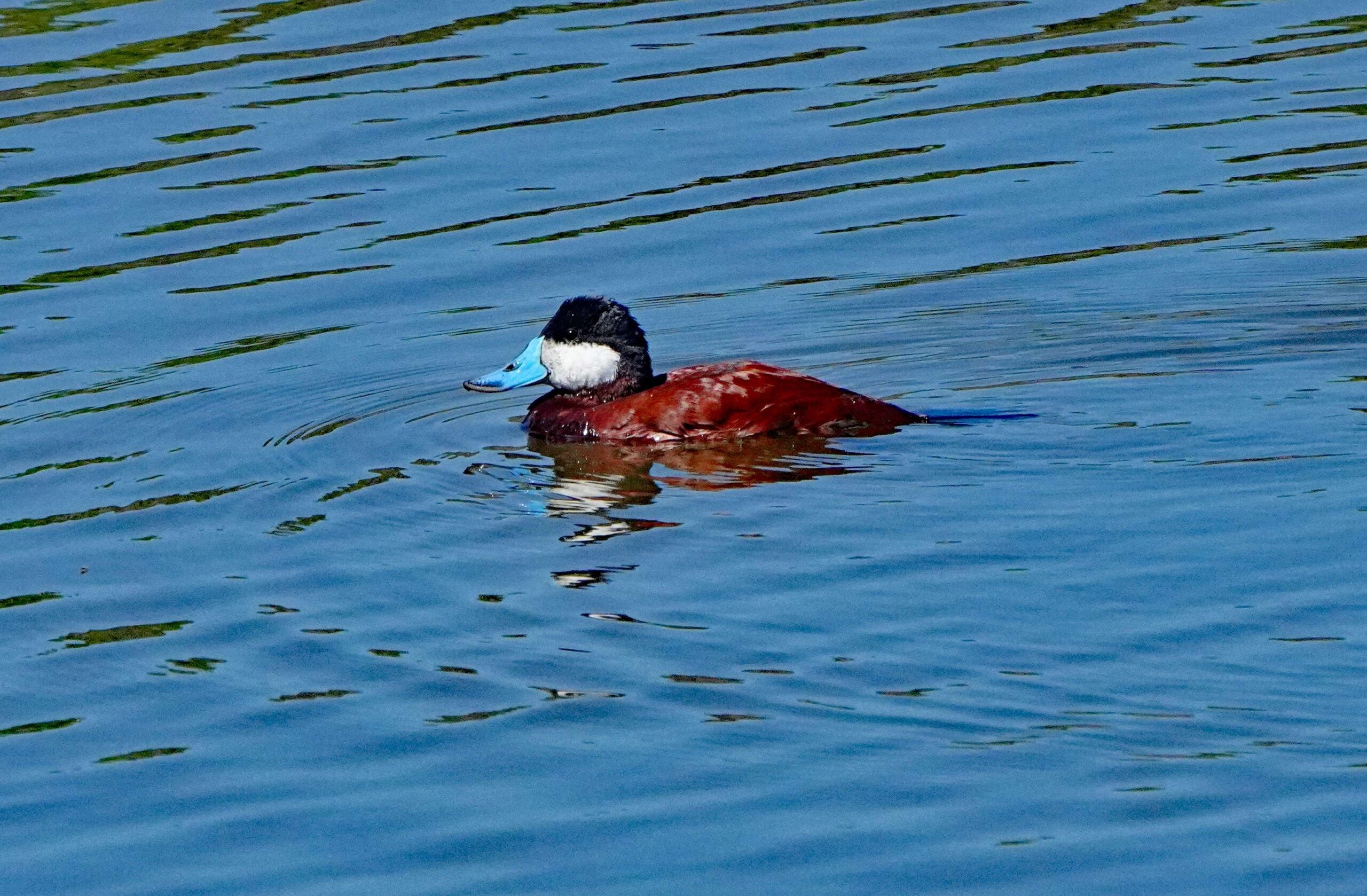 Ruddy Duck