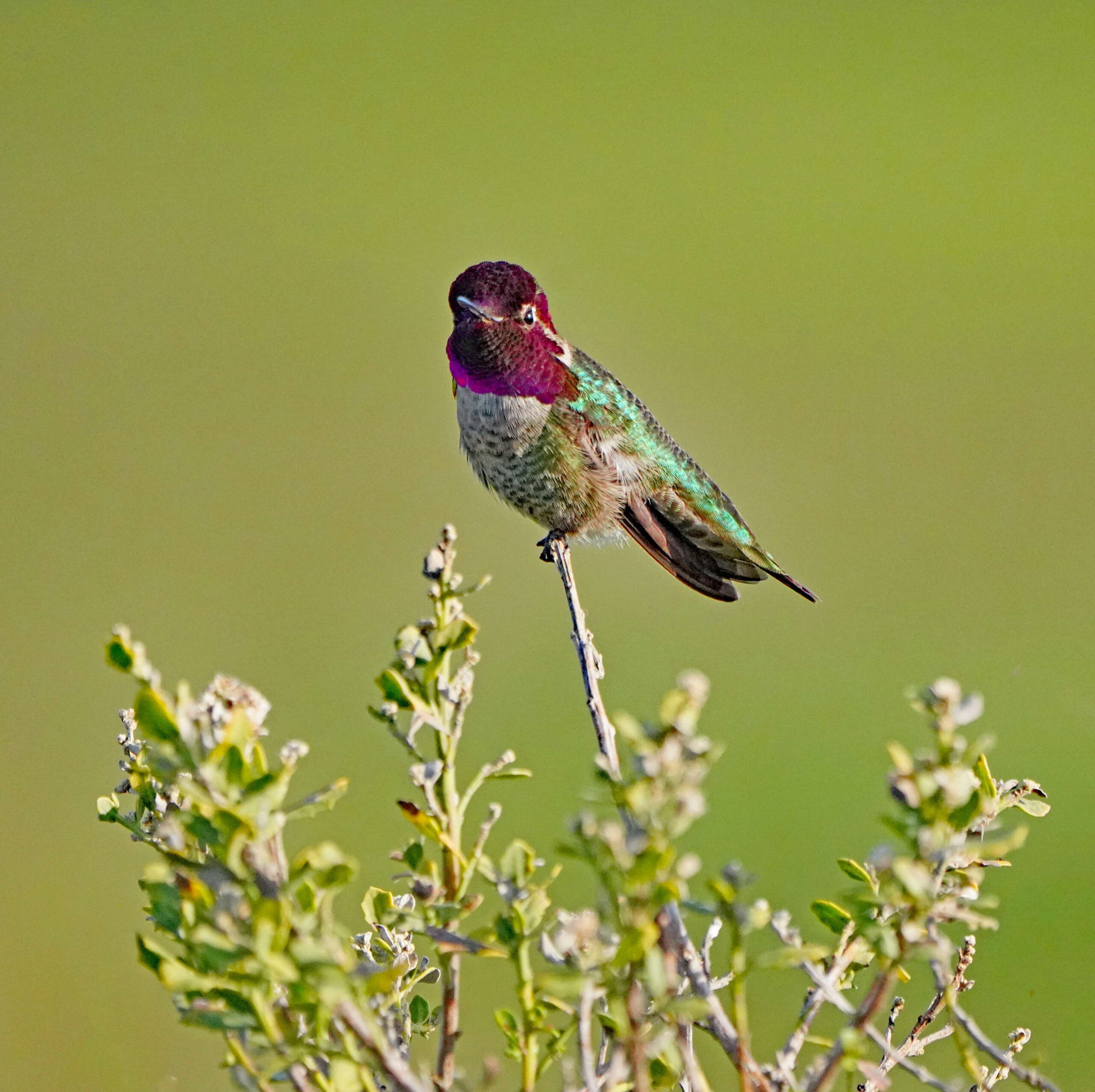 Anna's Hummingbird