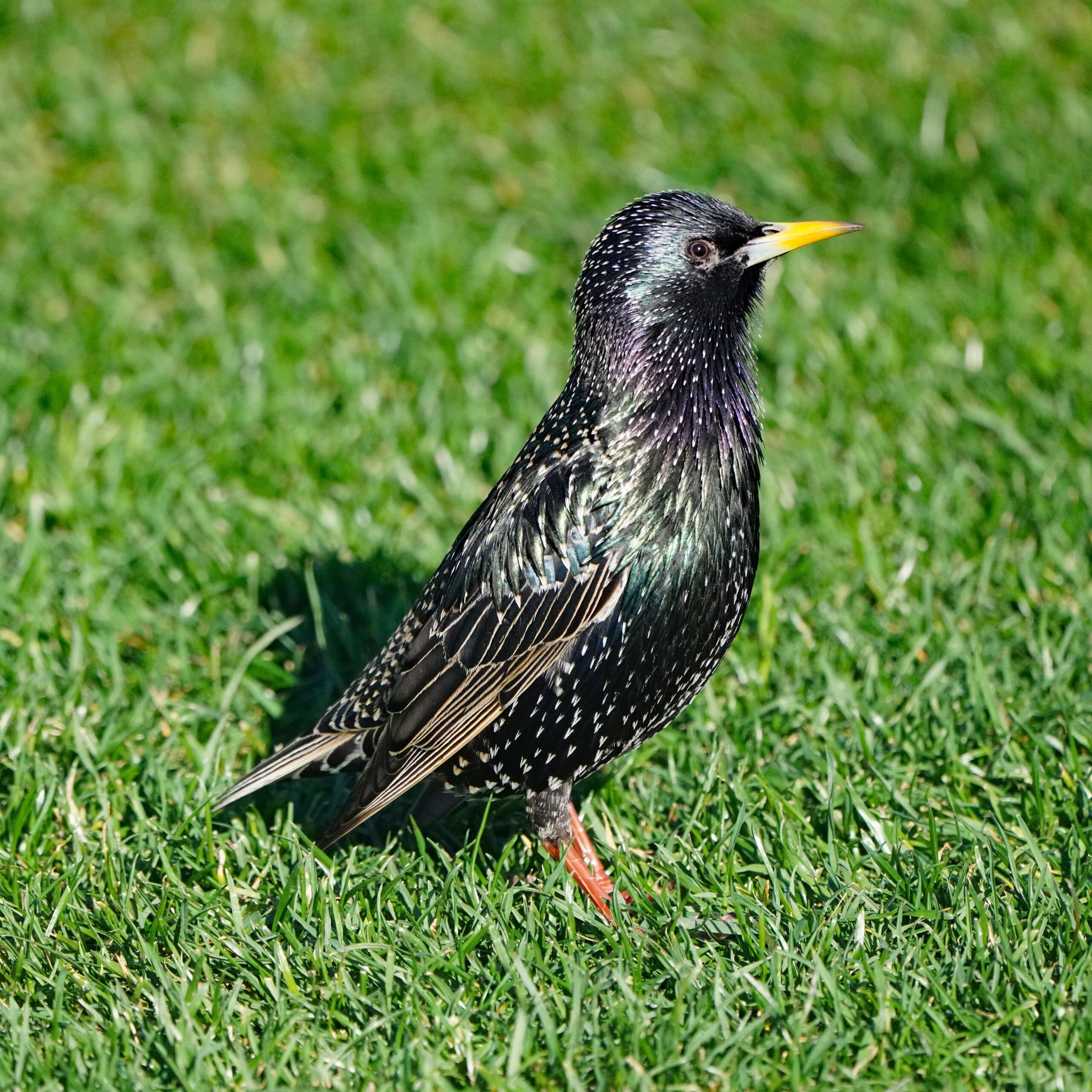 European starling