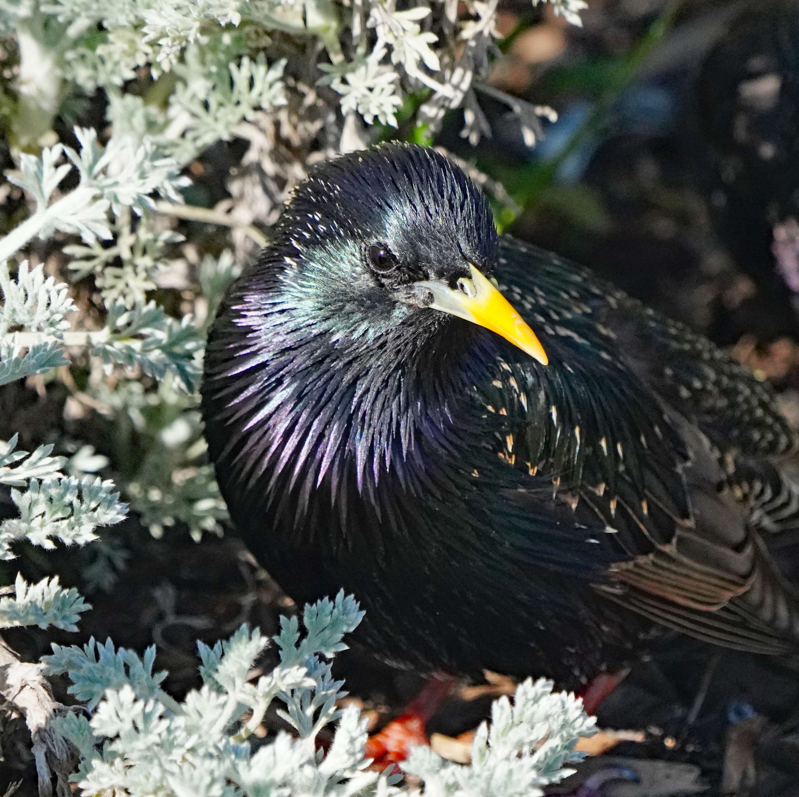 European starling
