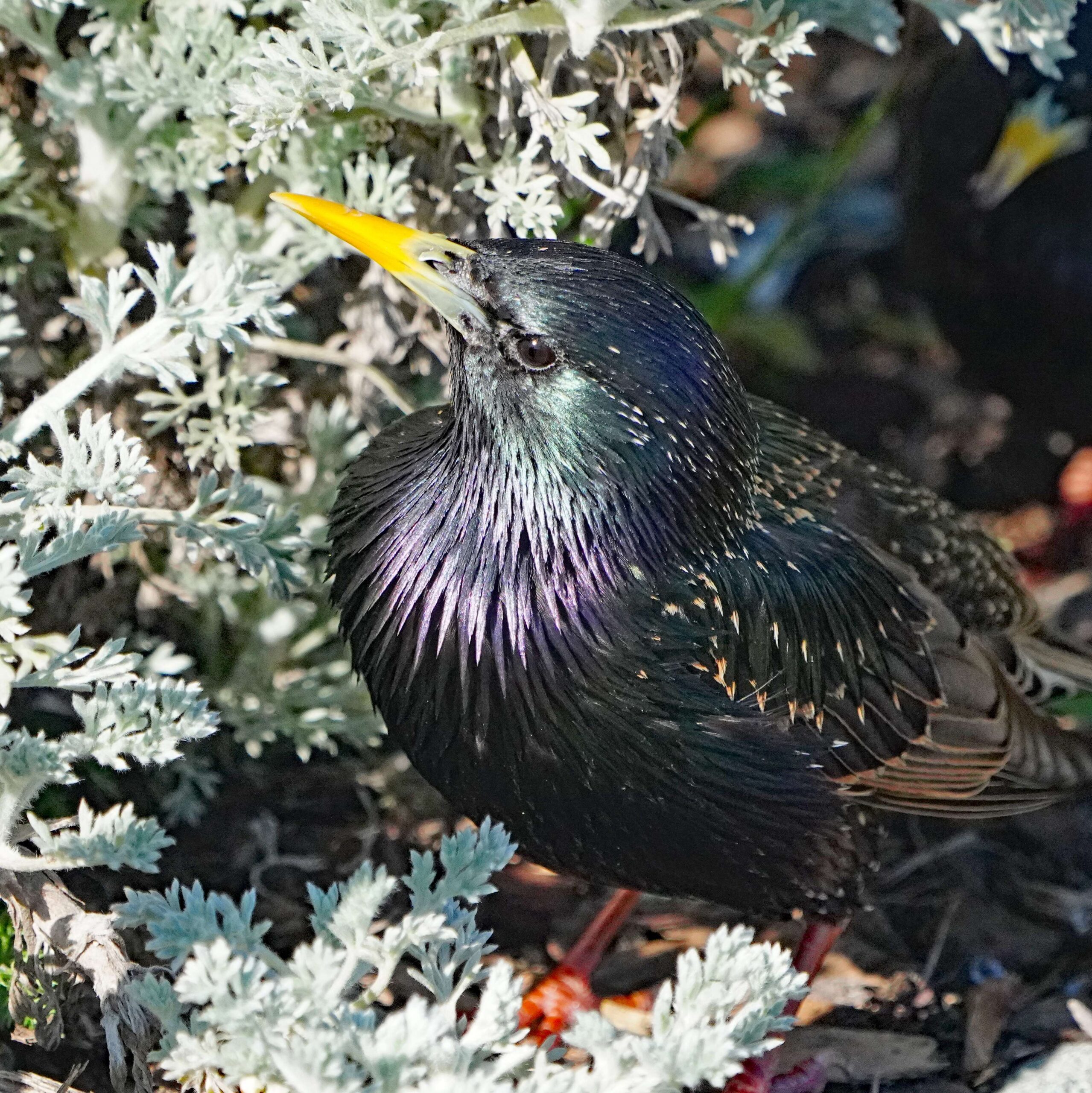 European starling