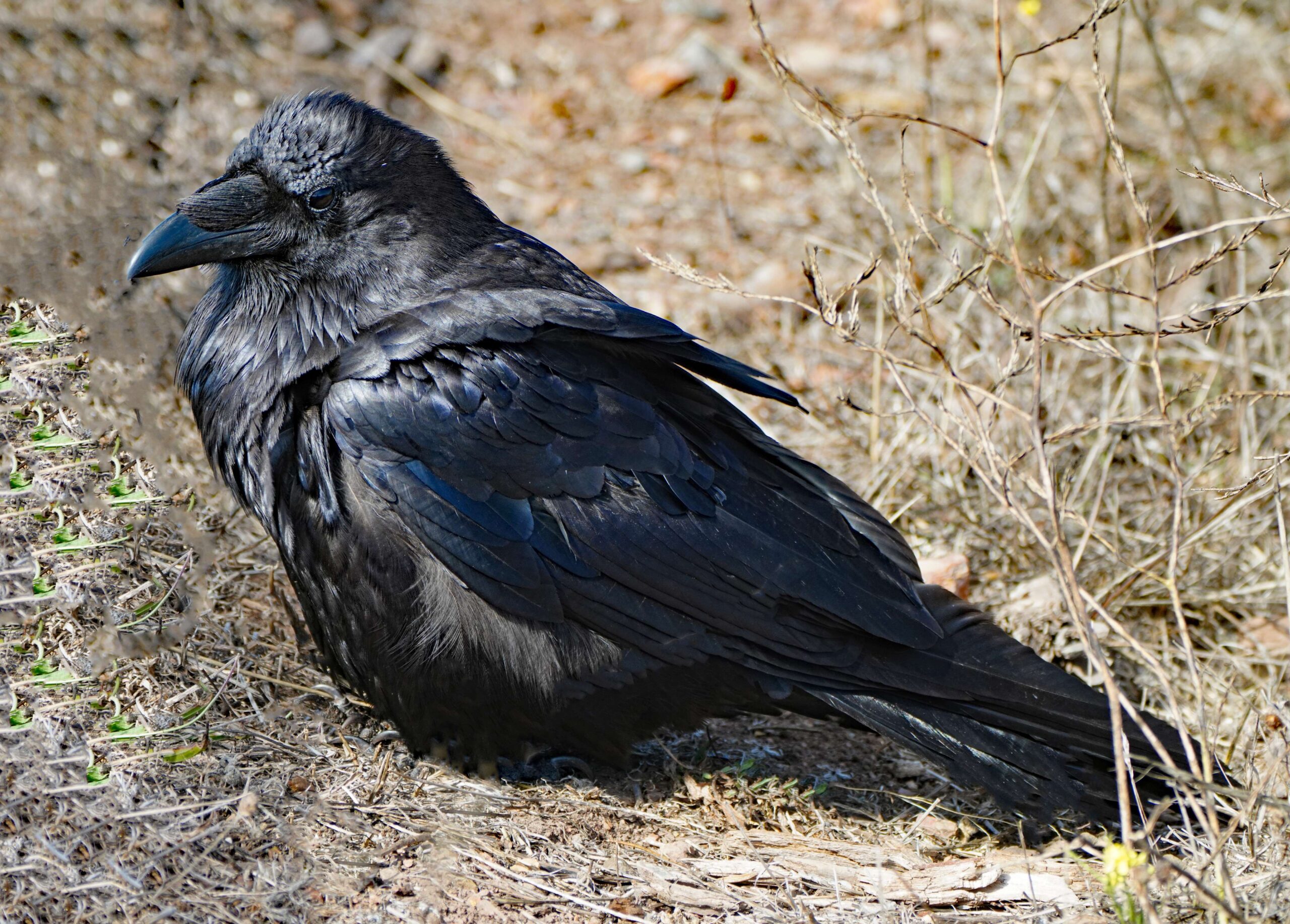 Common Raven