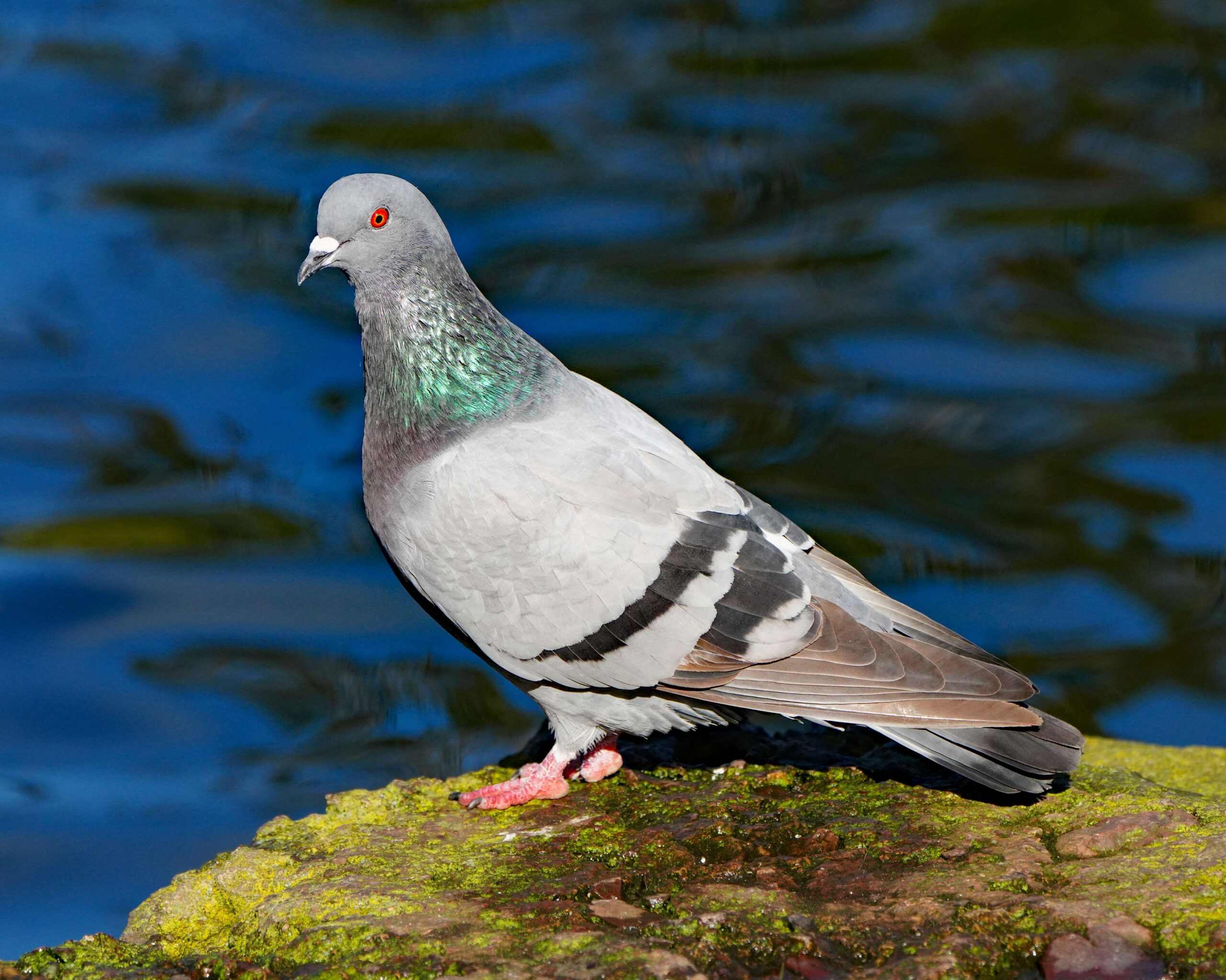Rock Dove