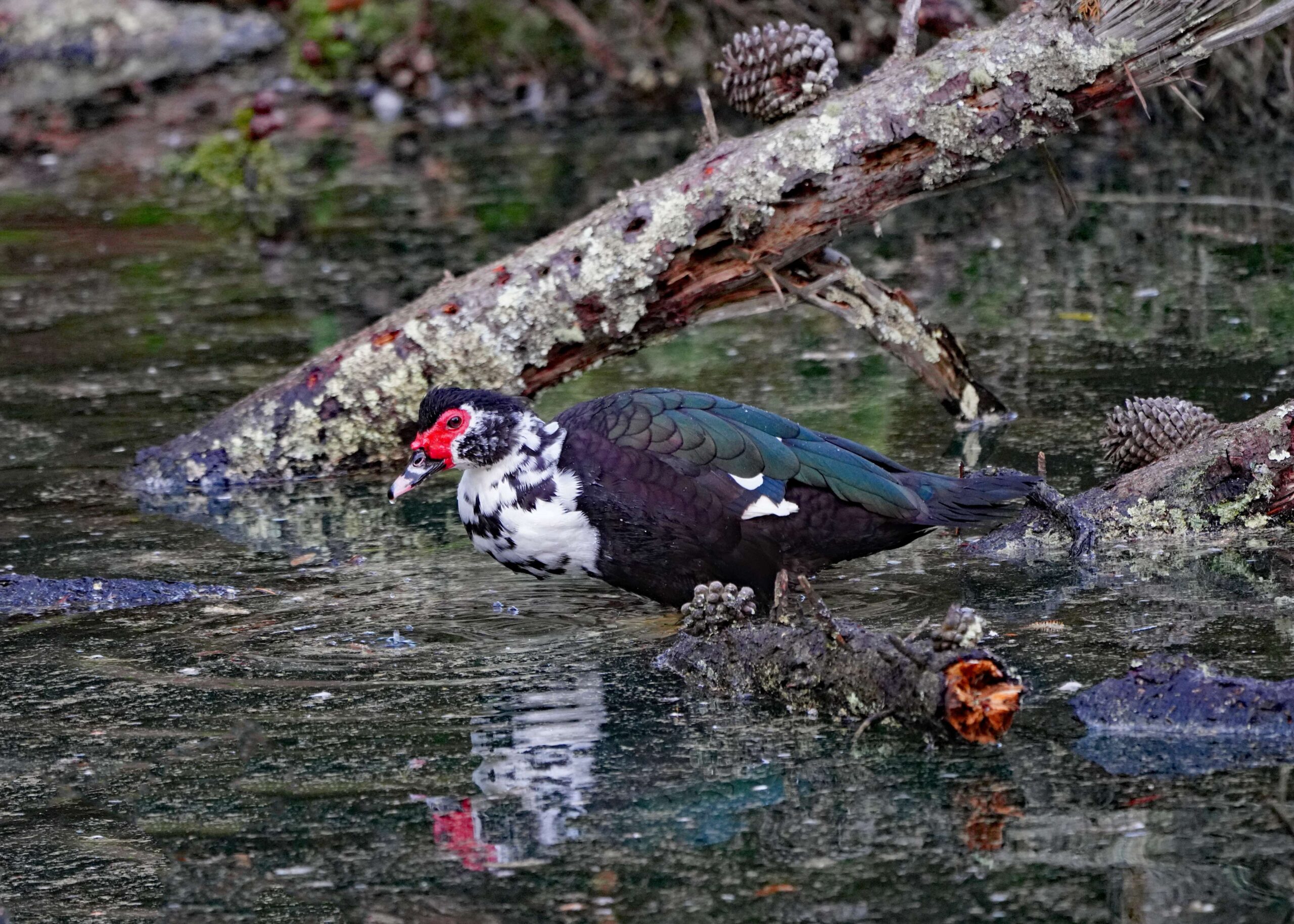 Muscovy Duck