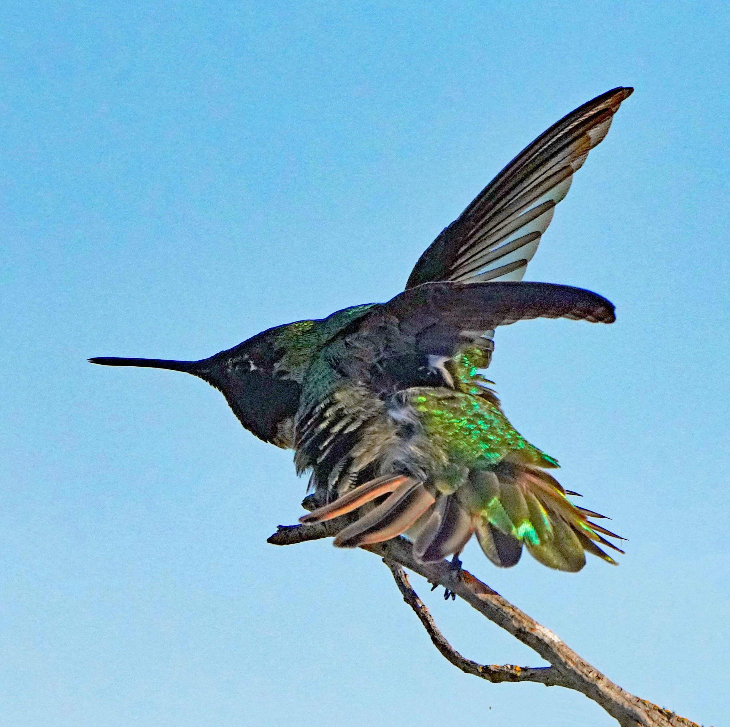 Anna's Hummingbird