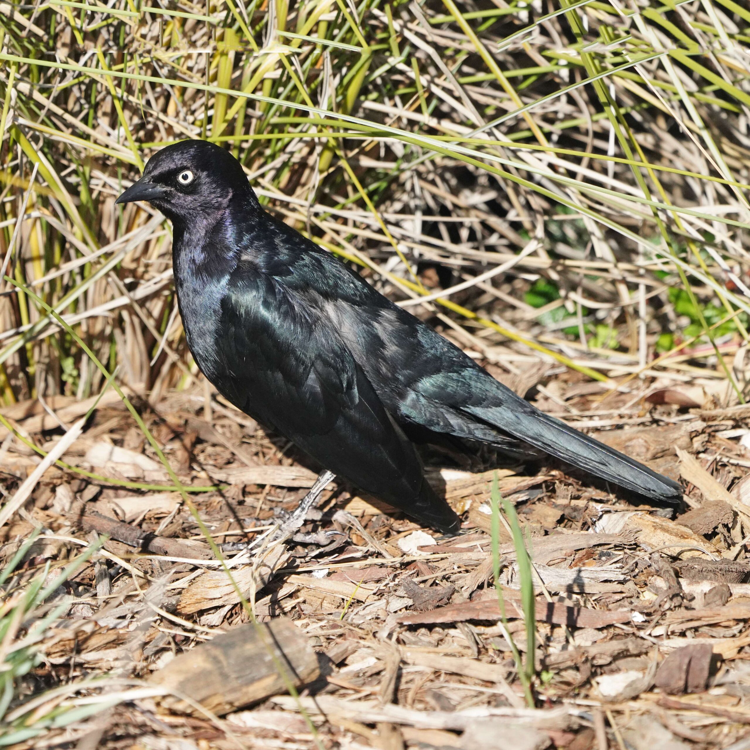 Great-tailed Grackle