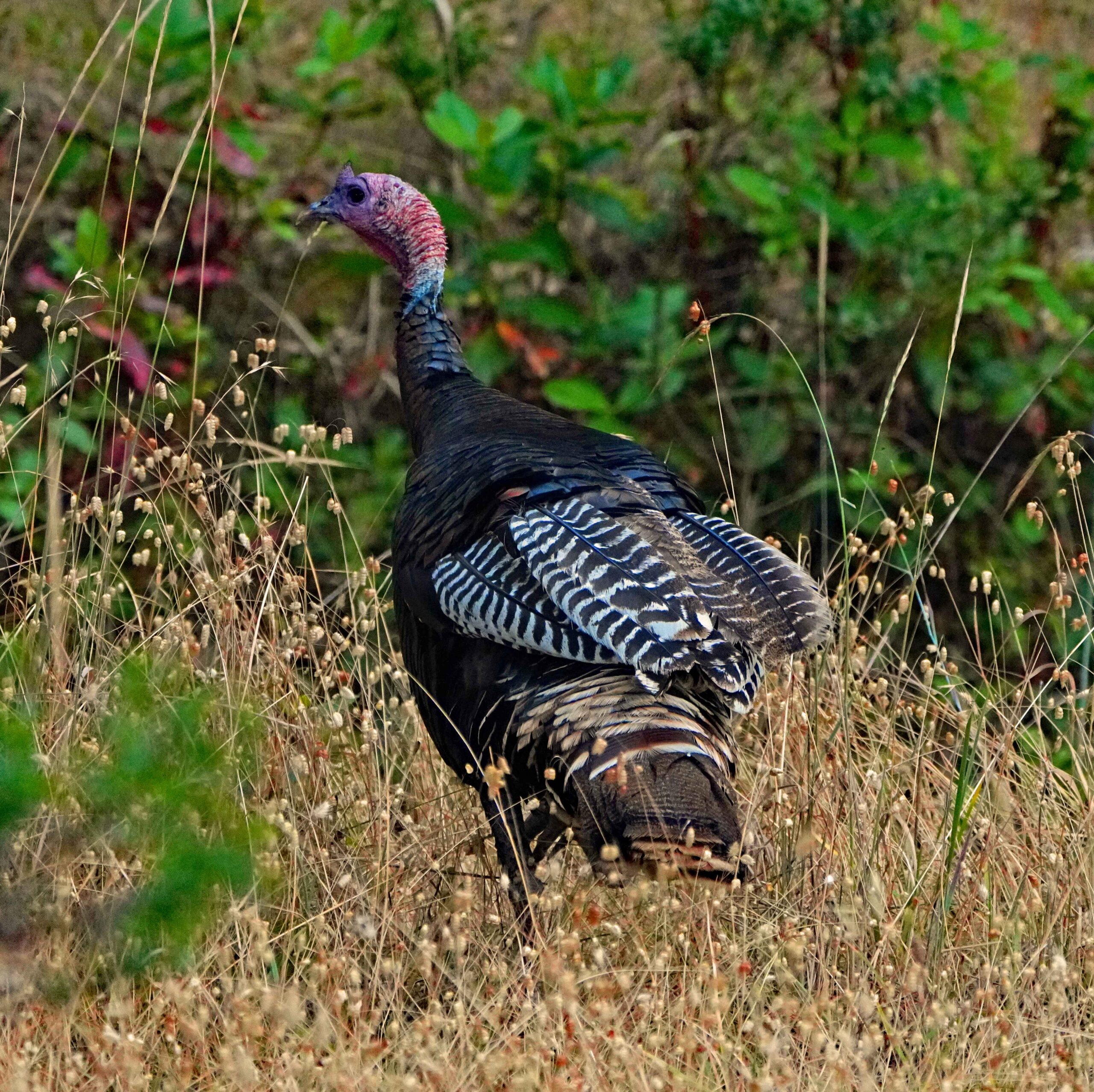 Wild Turkey