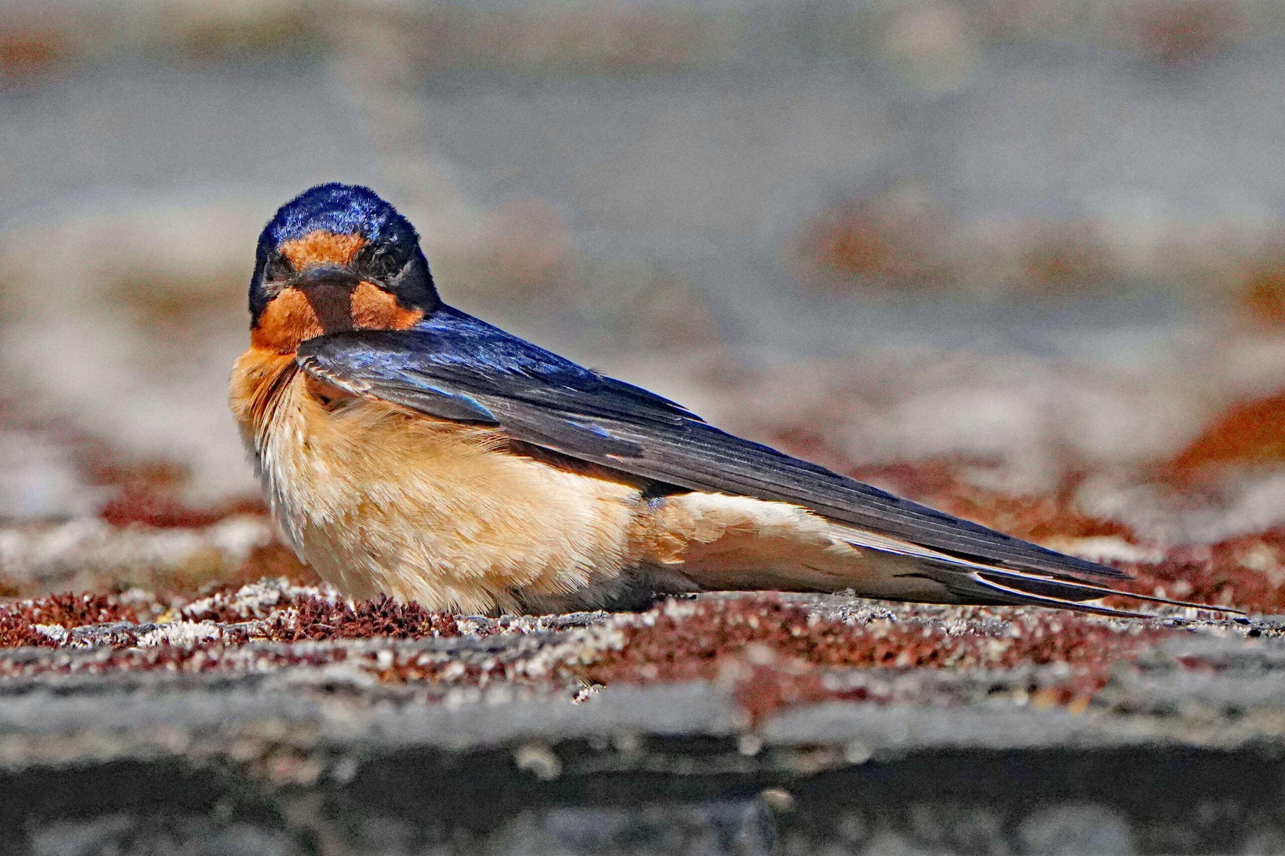 Barn Swallow