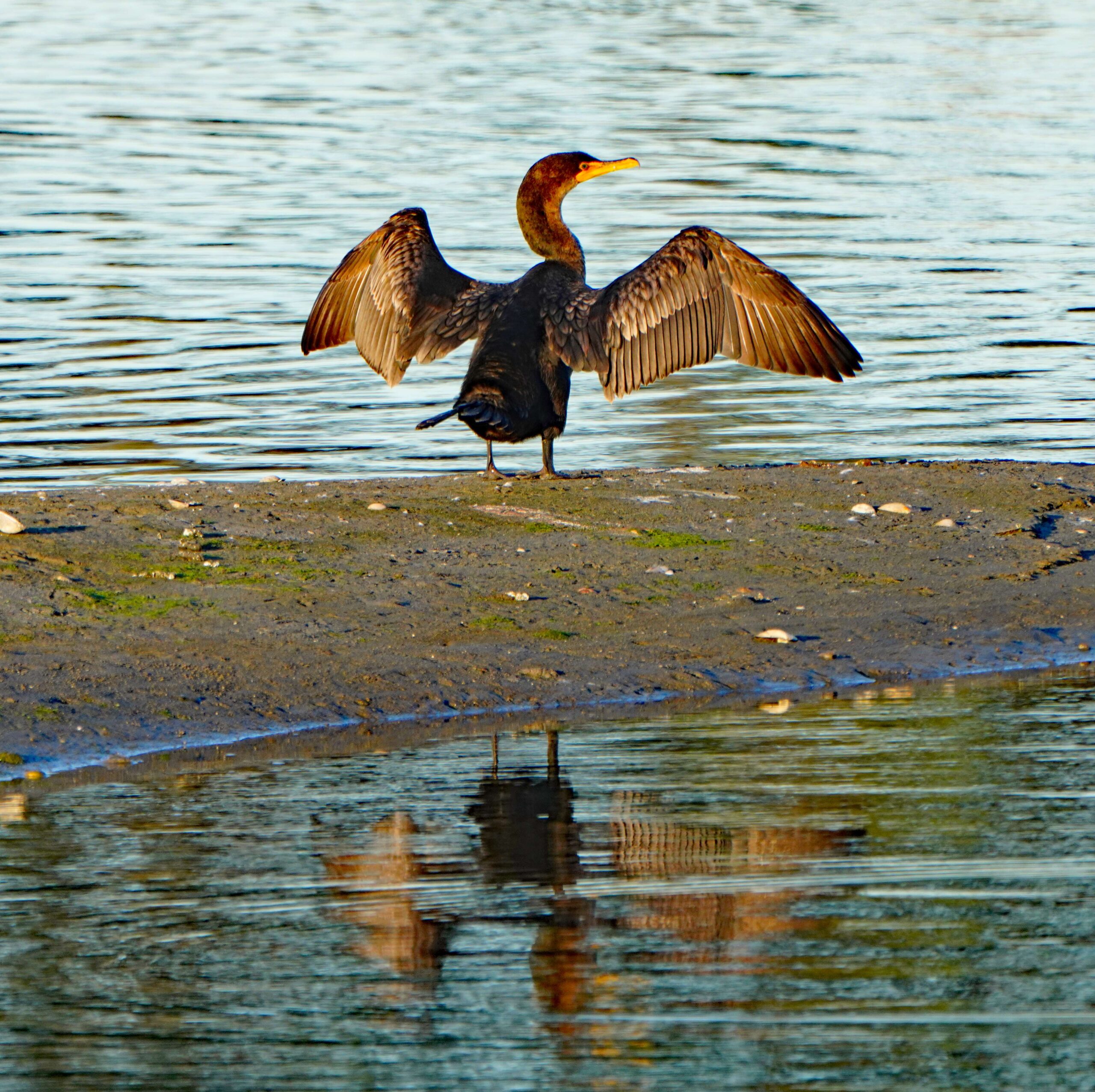 Double-crested Cormorant