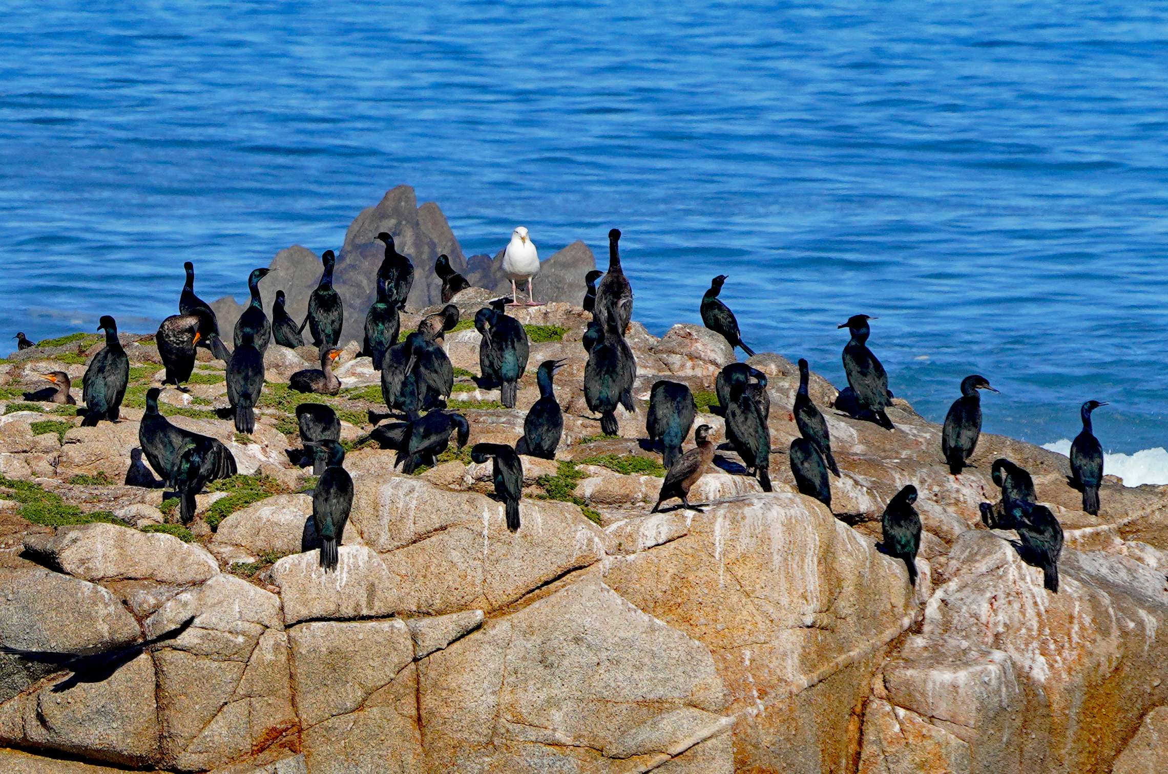 Brandt's cormorants