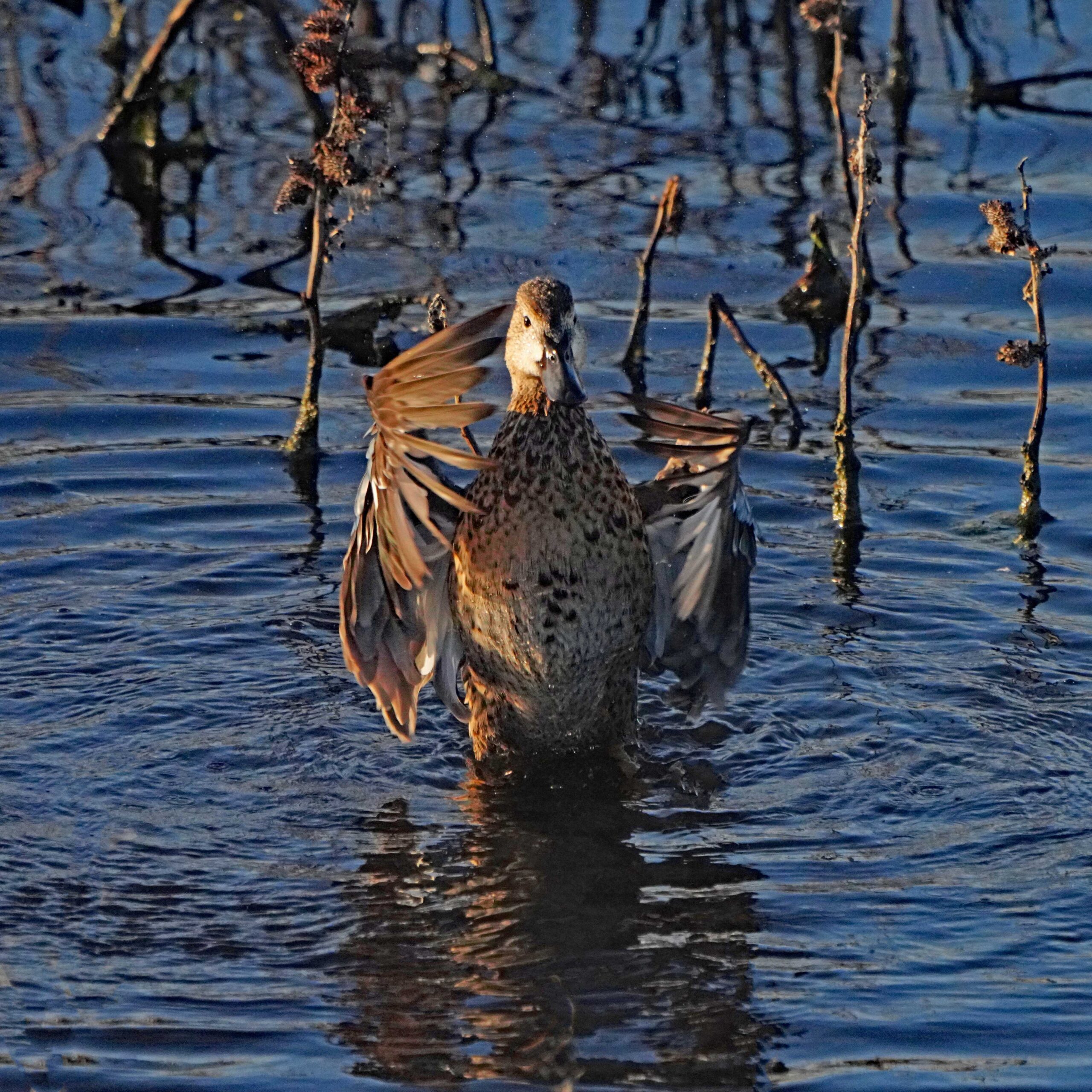 Cinnamon Teal