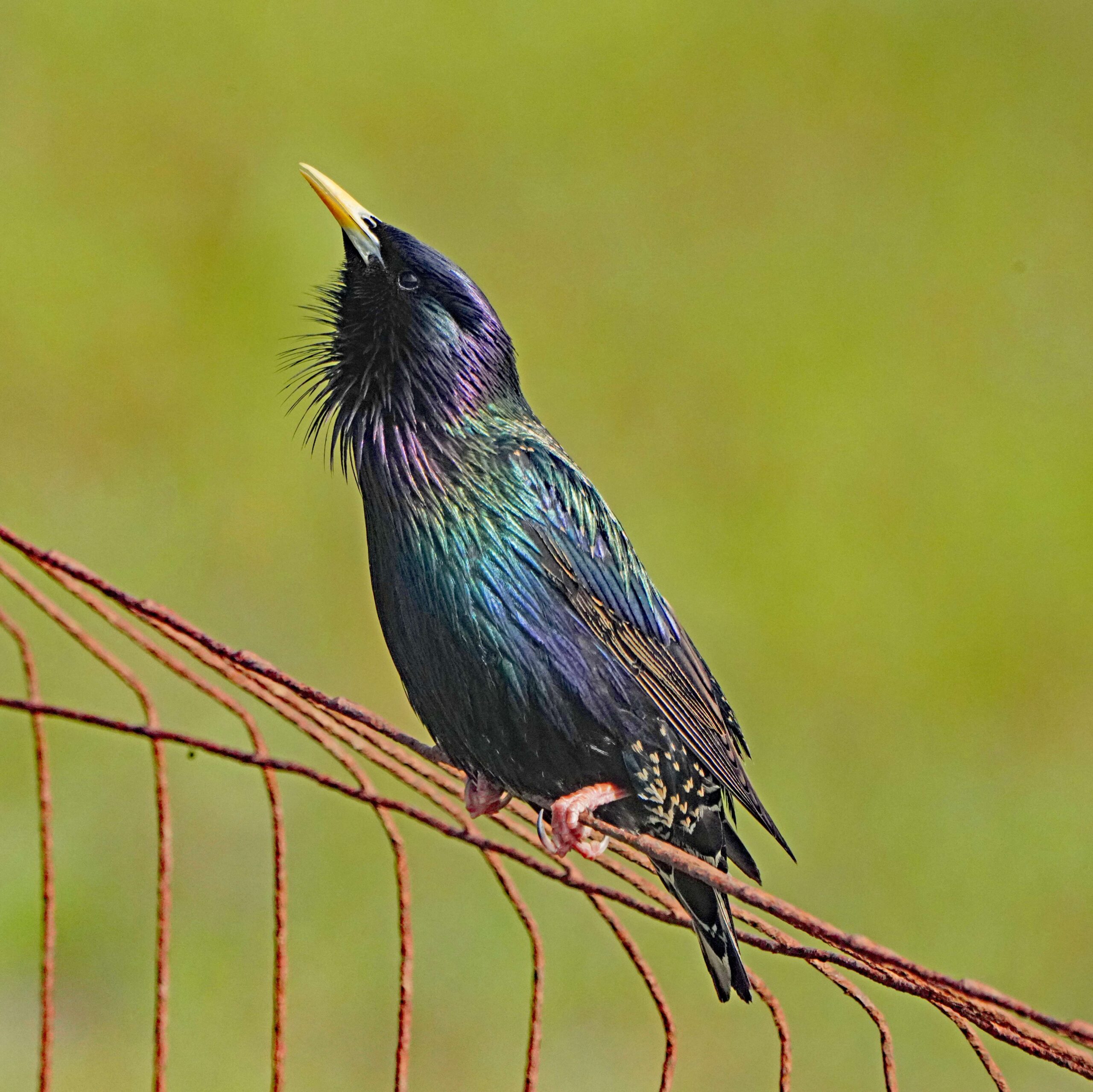 European starling