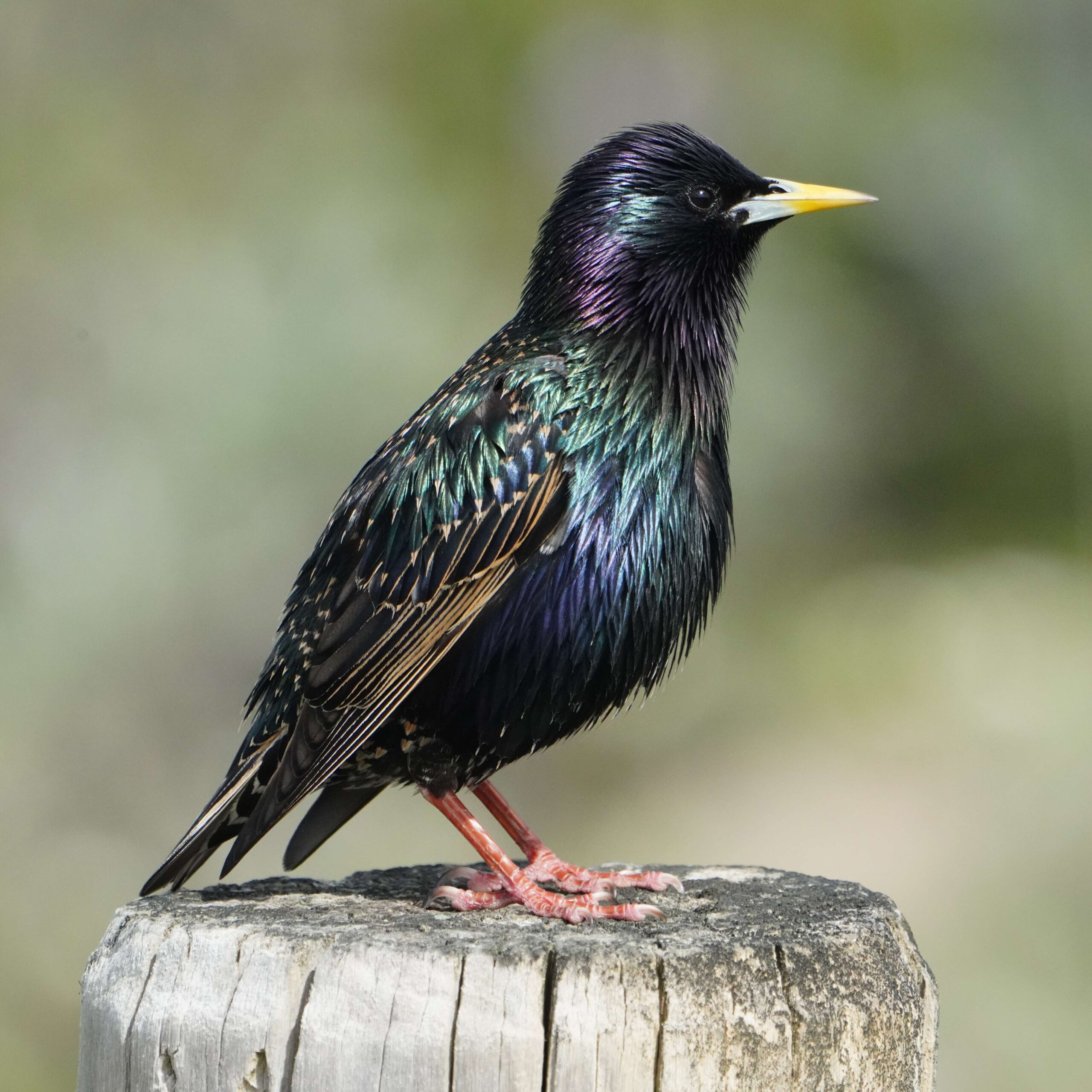 European starling