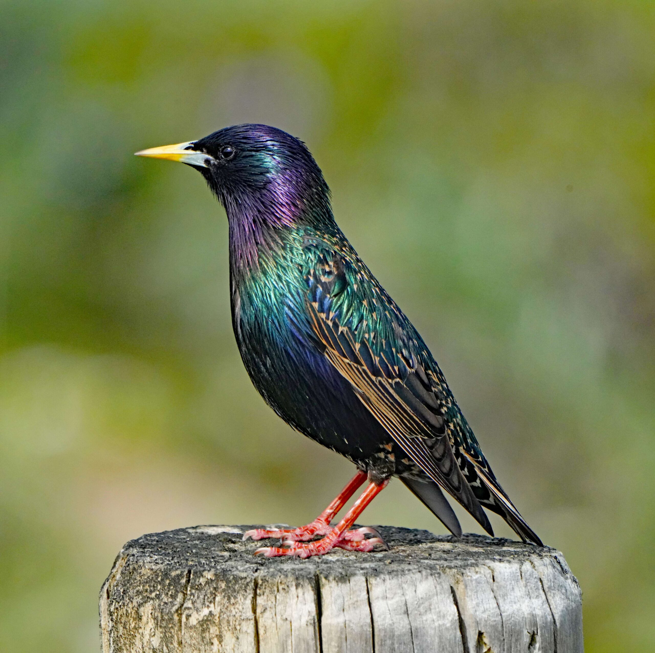 European starling