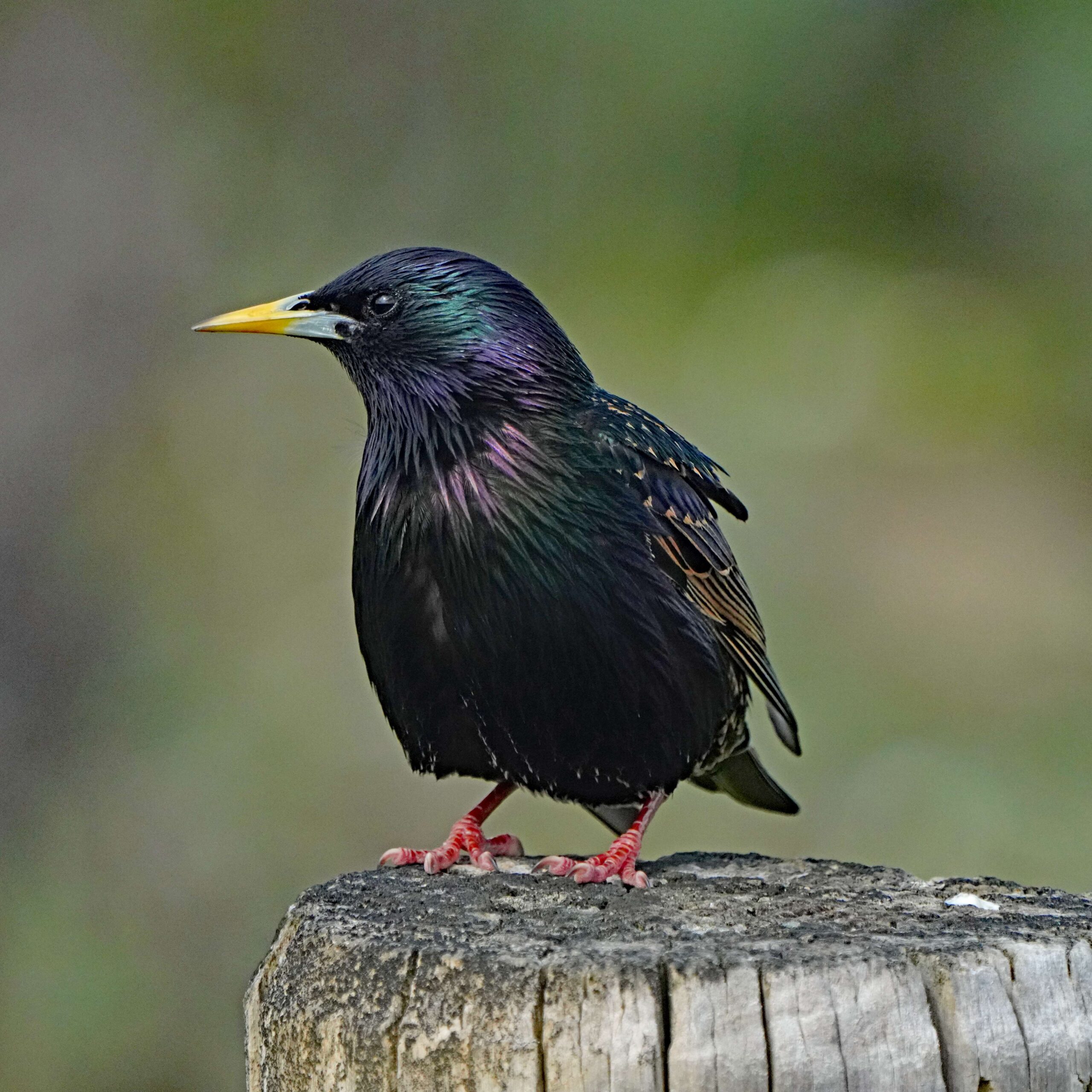 European starling