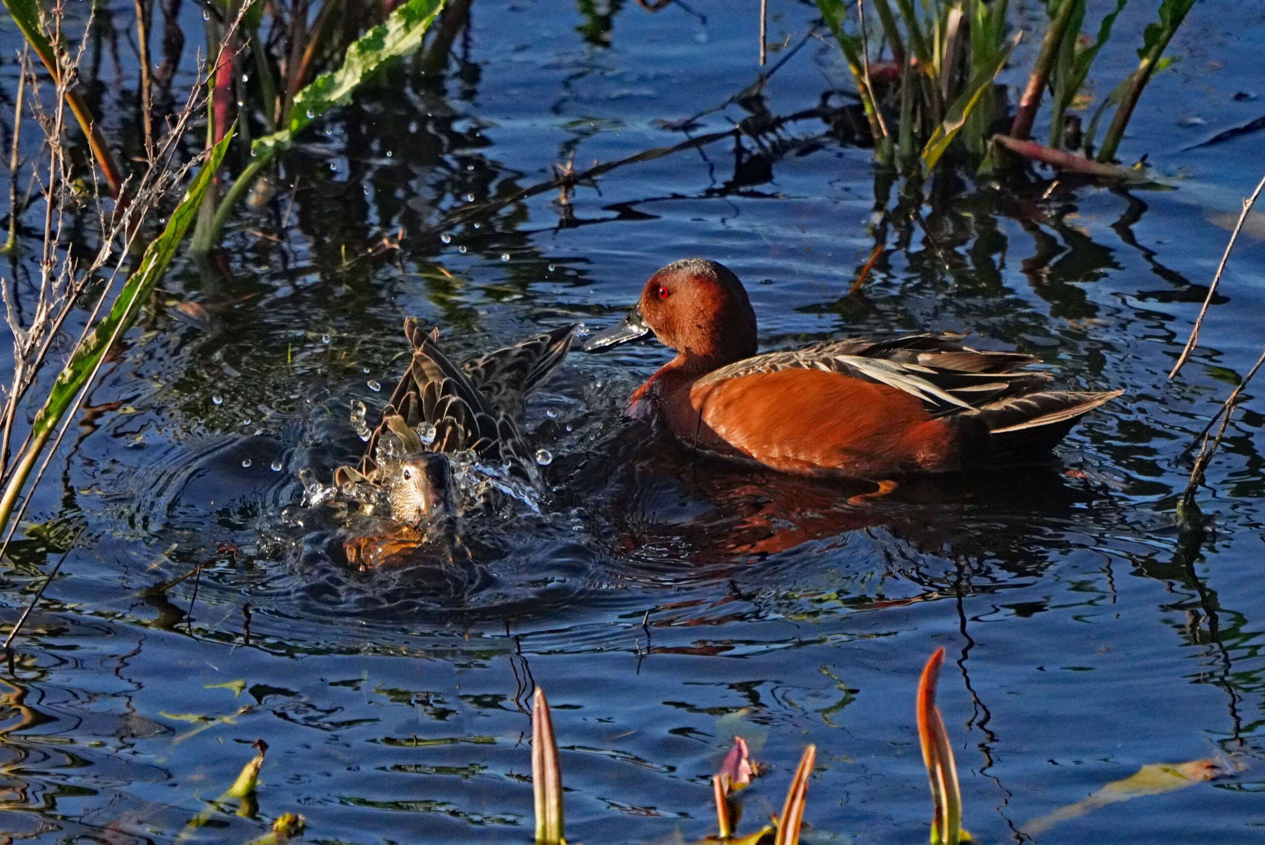 Cinnamon Teal
