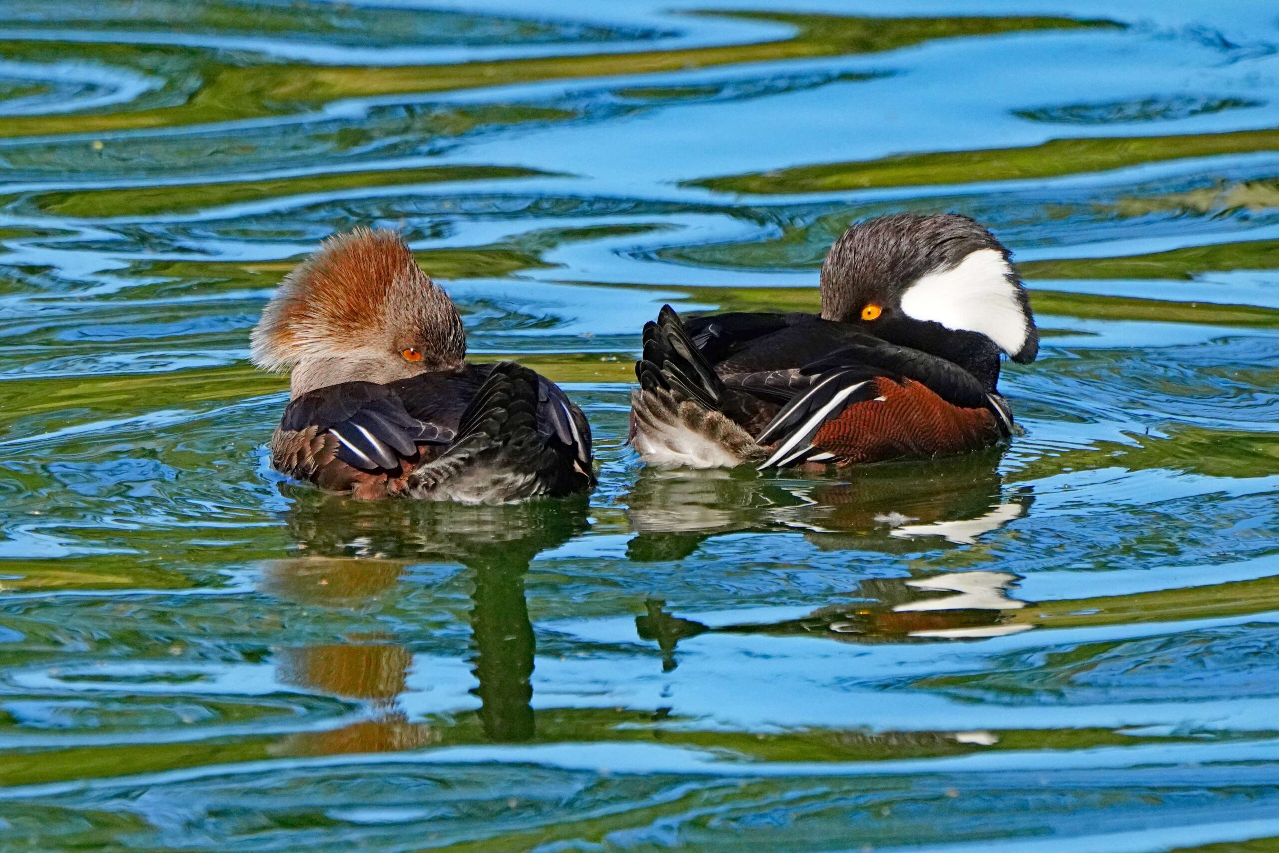 Hooded Mergansers