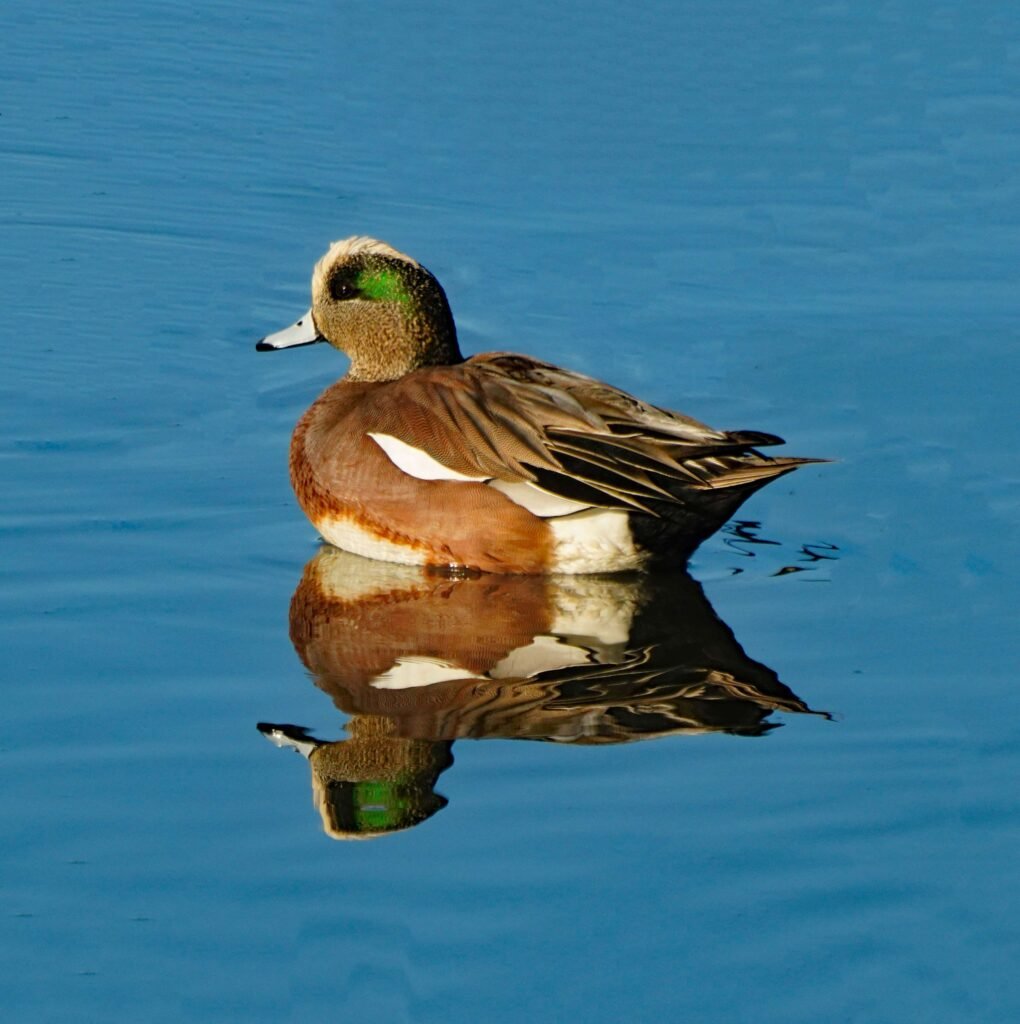 American Wigeon