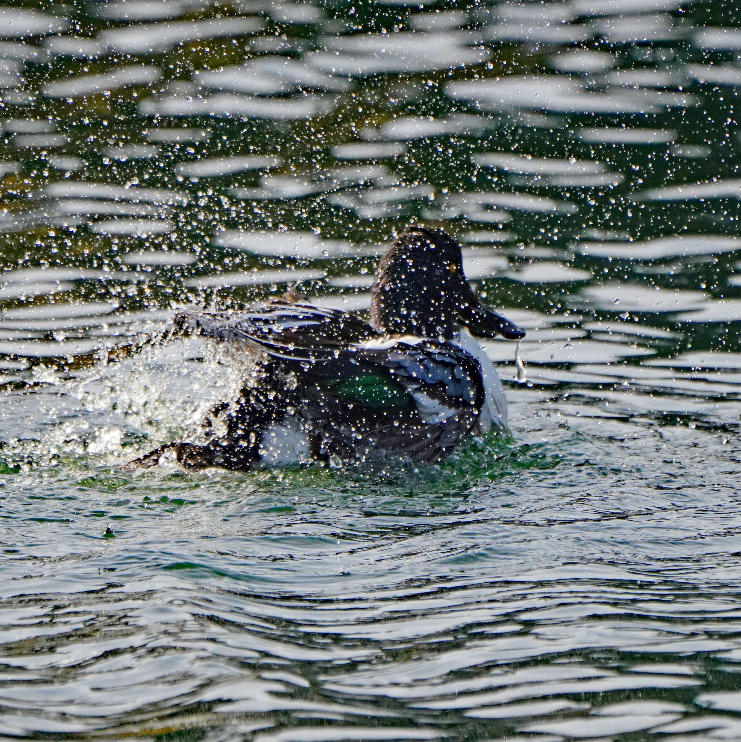 Northern Shoveler