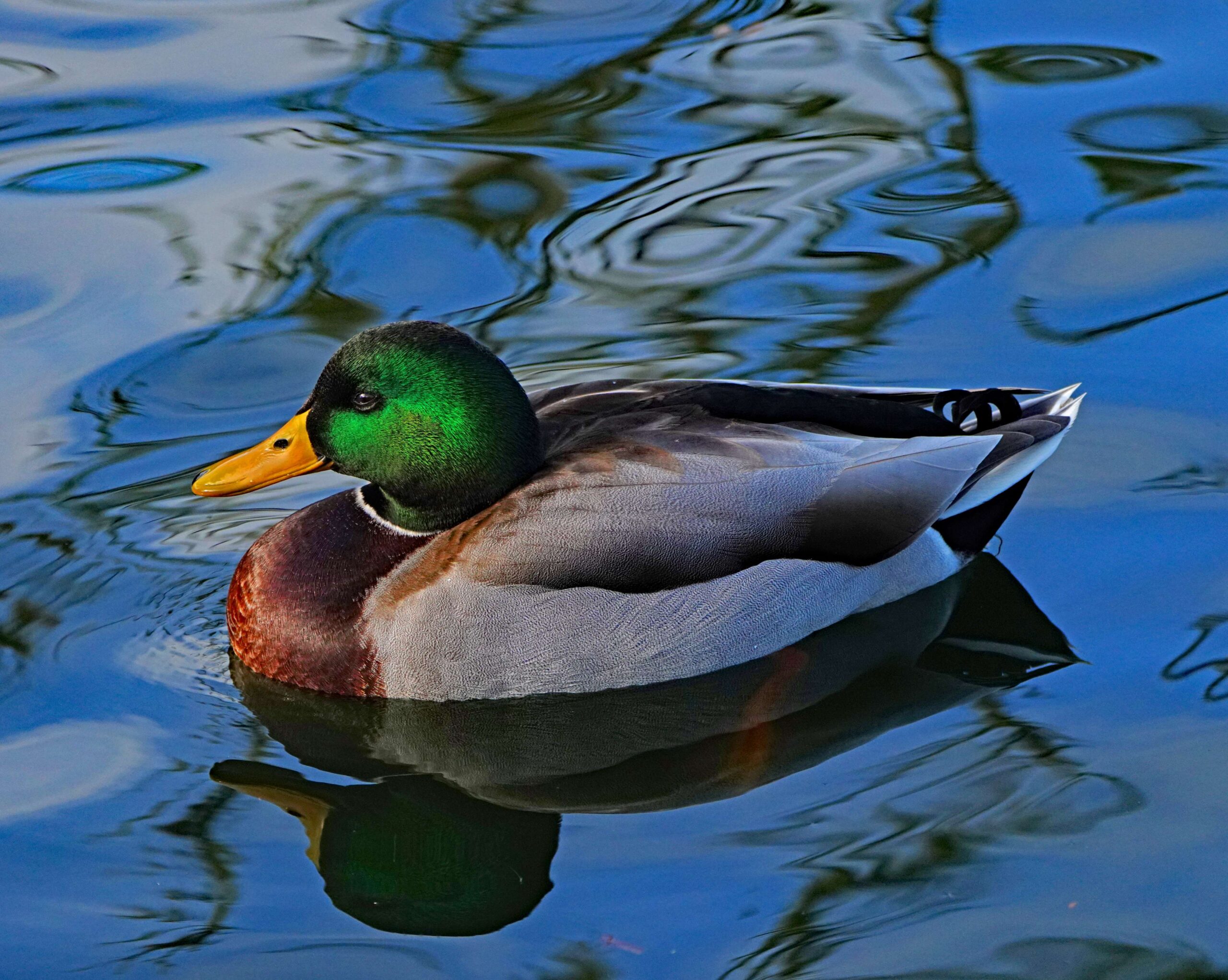 Mallard Duck