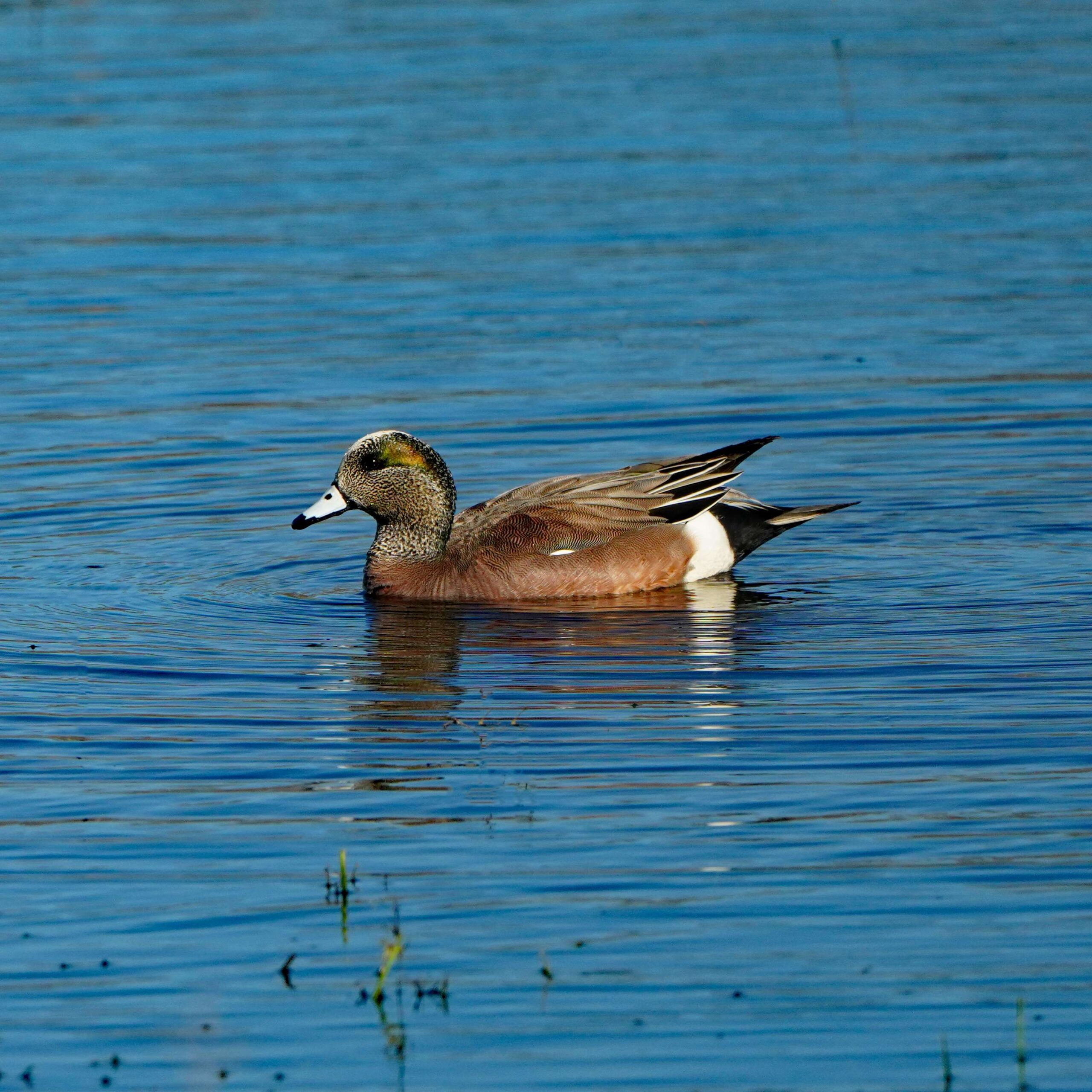 American Wigeon