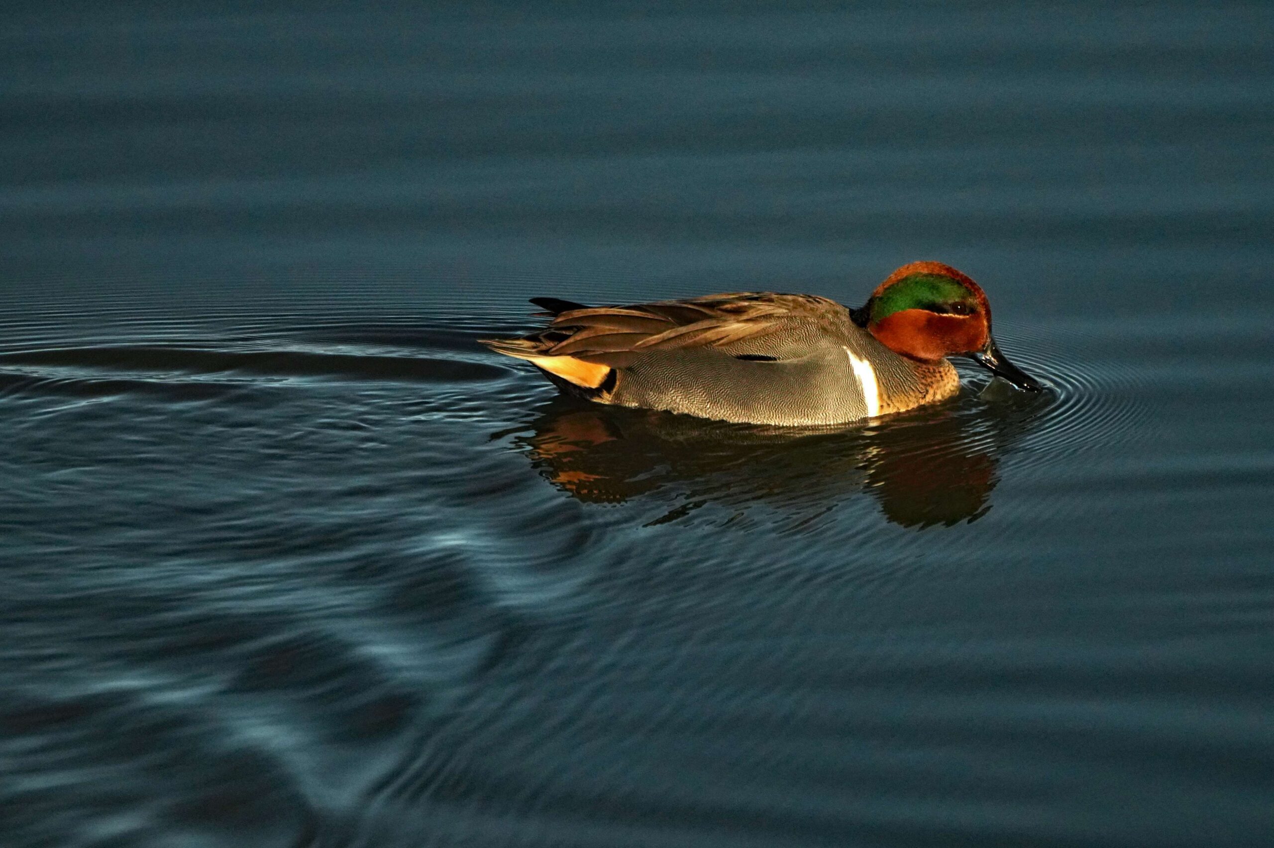 Green-winged Teal