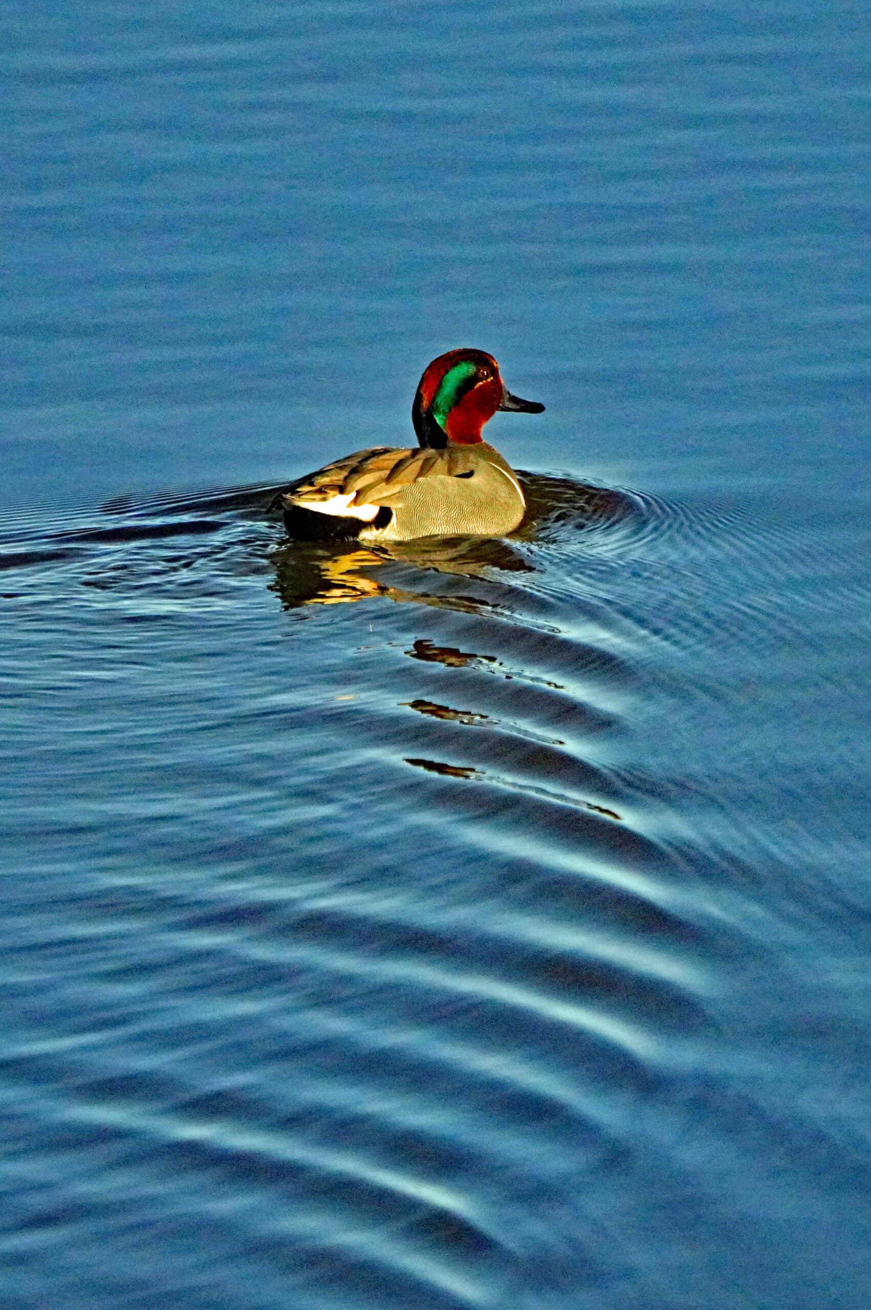 Green-winged Teal
