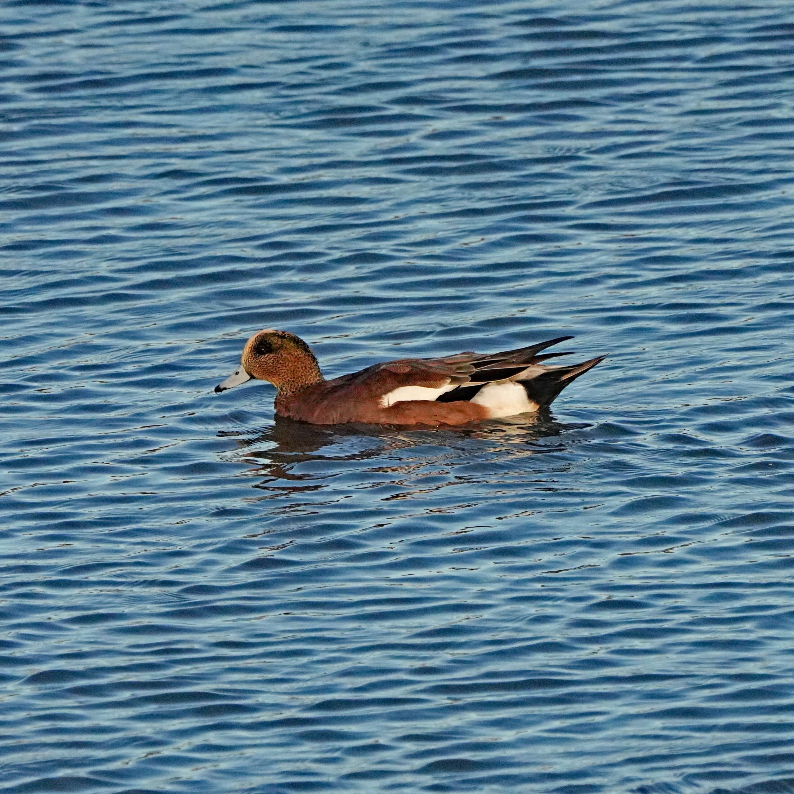 American Wigeon