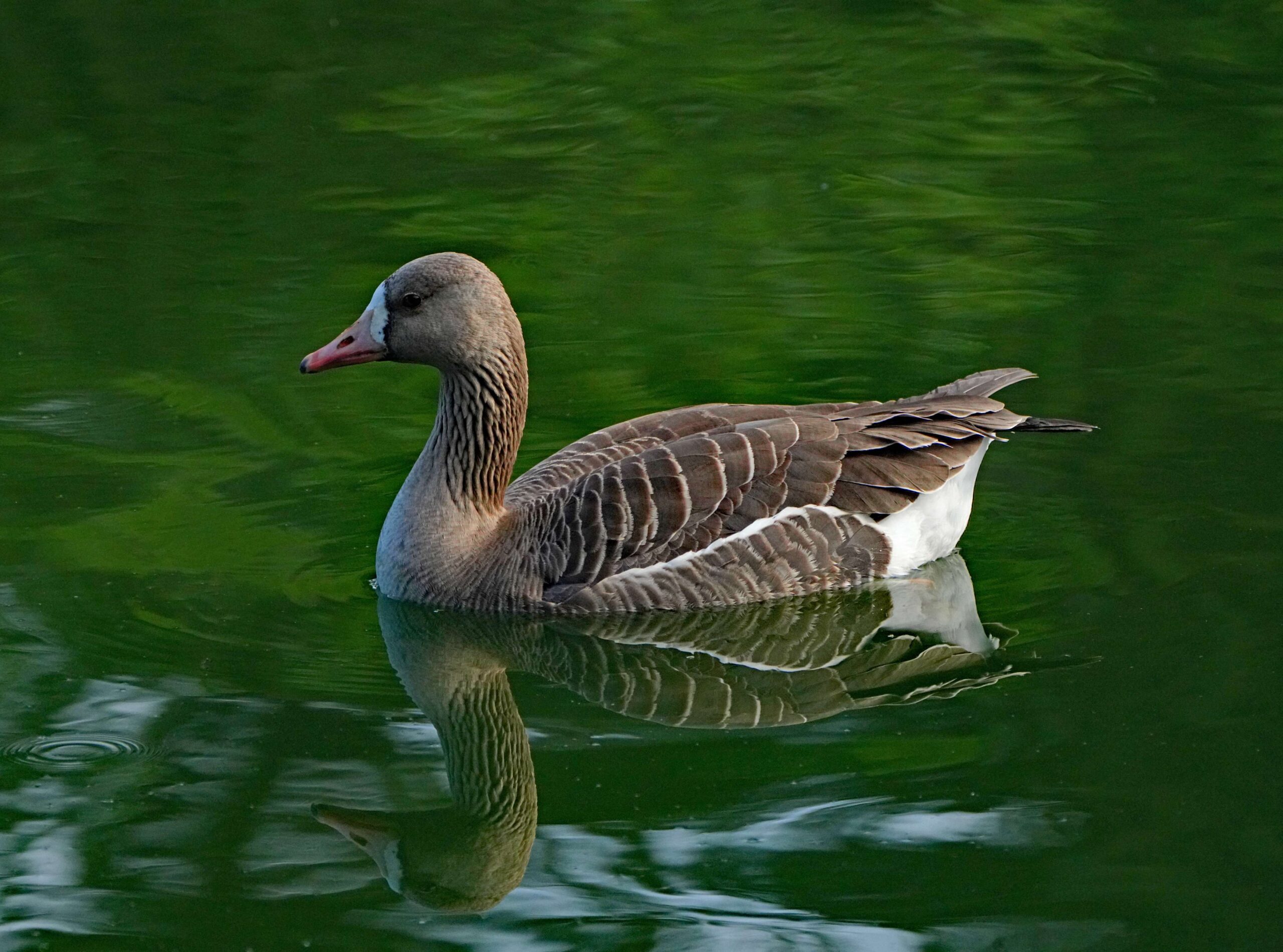 White-fronted Goose