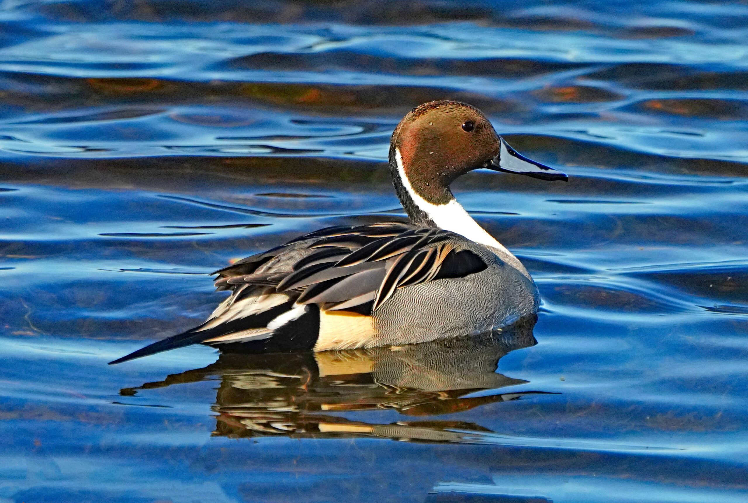 Pintail Duck