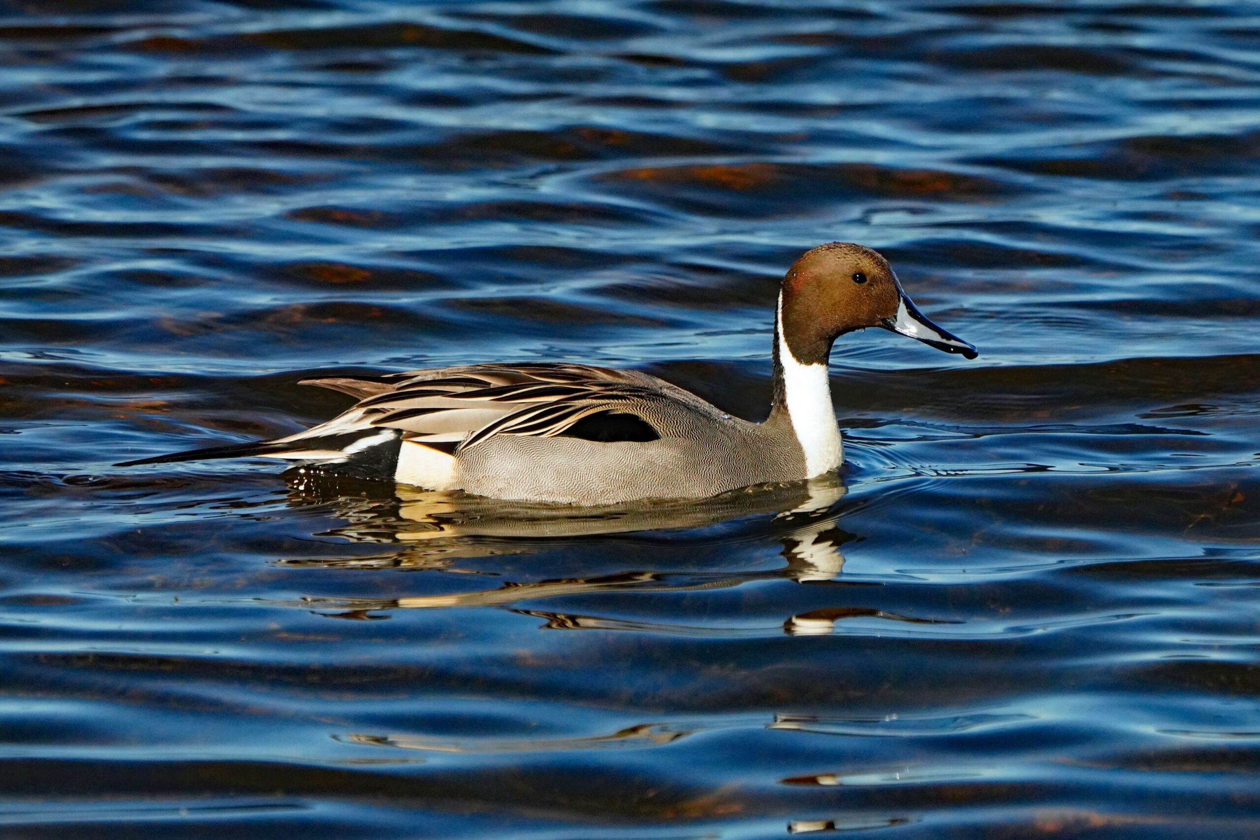 Pintail Duck