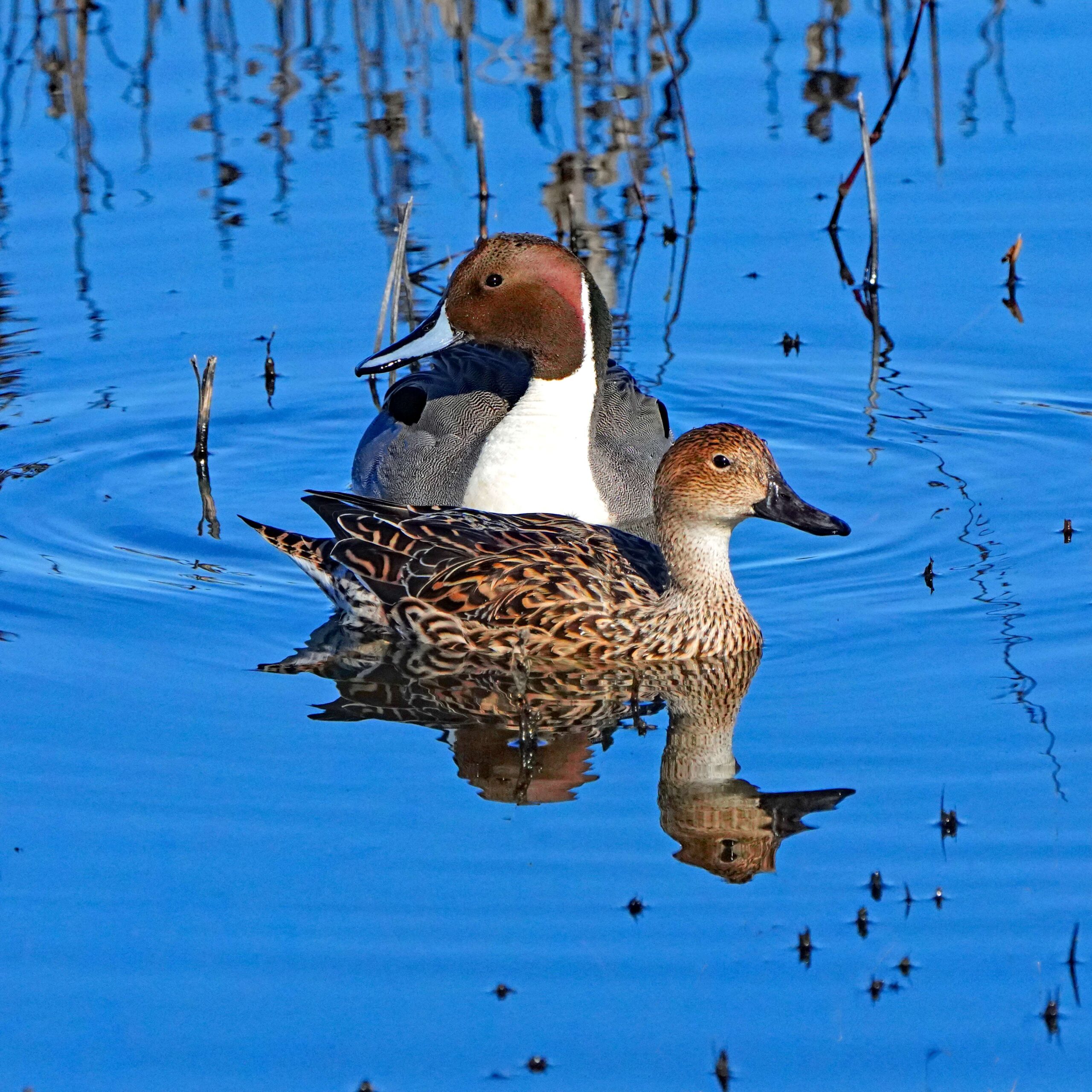 Pintail Duck