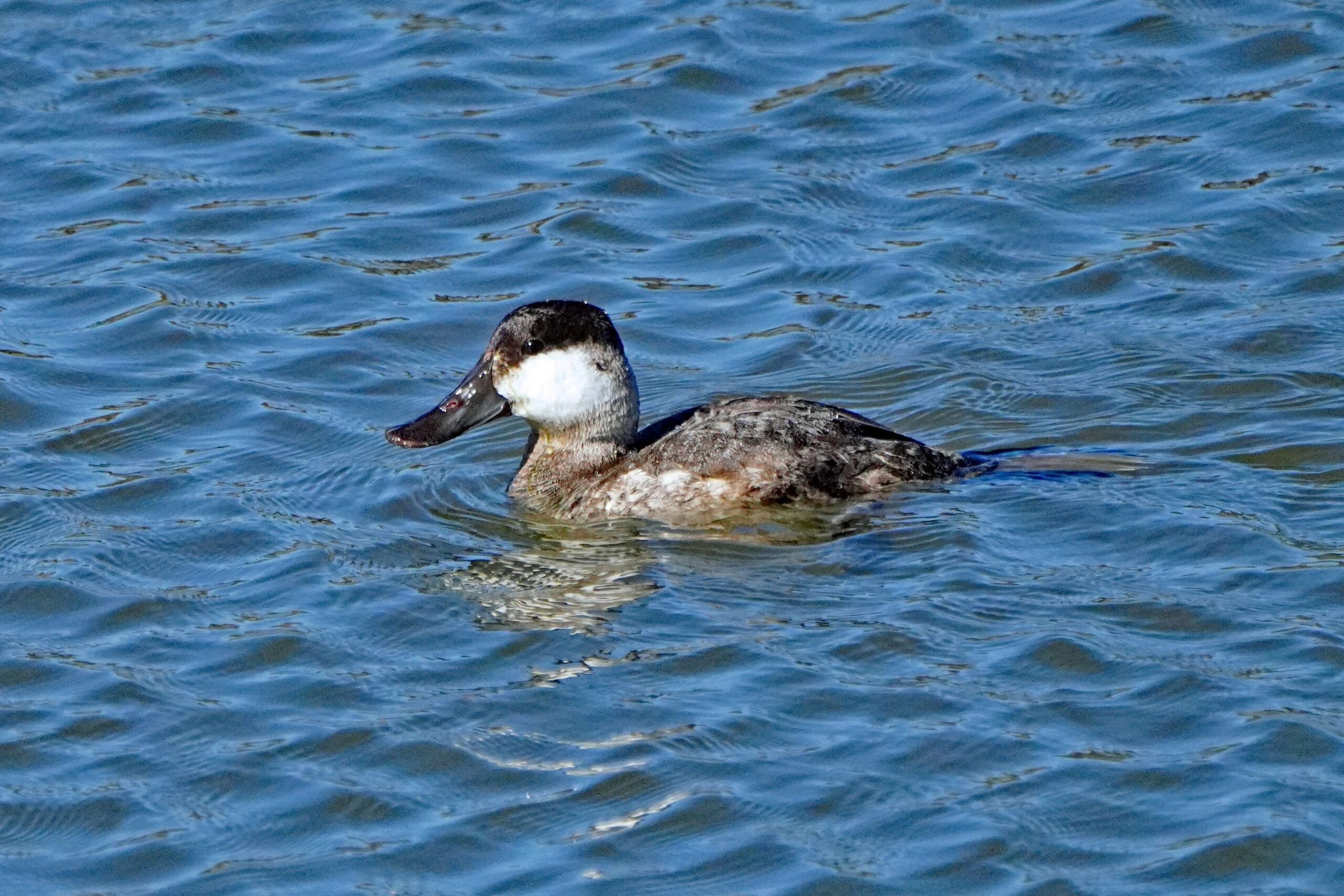 Ruddy Duck