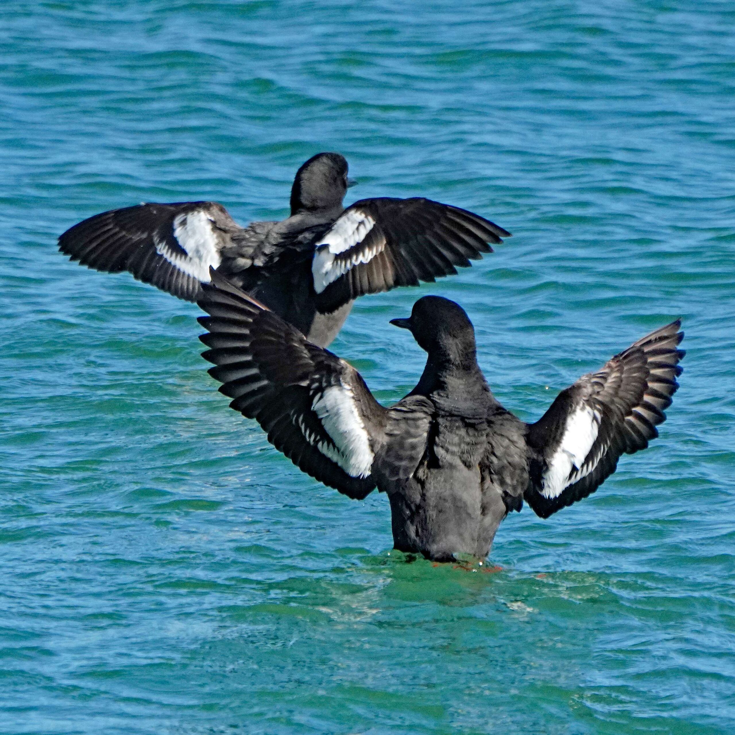 Pigeon Guillemots