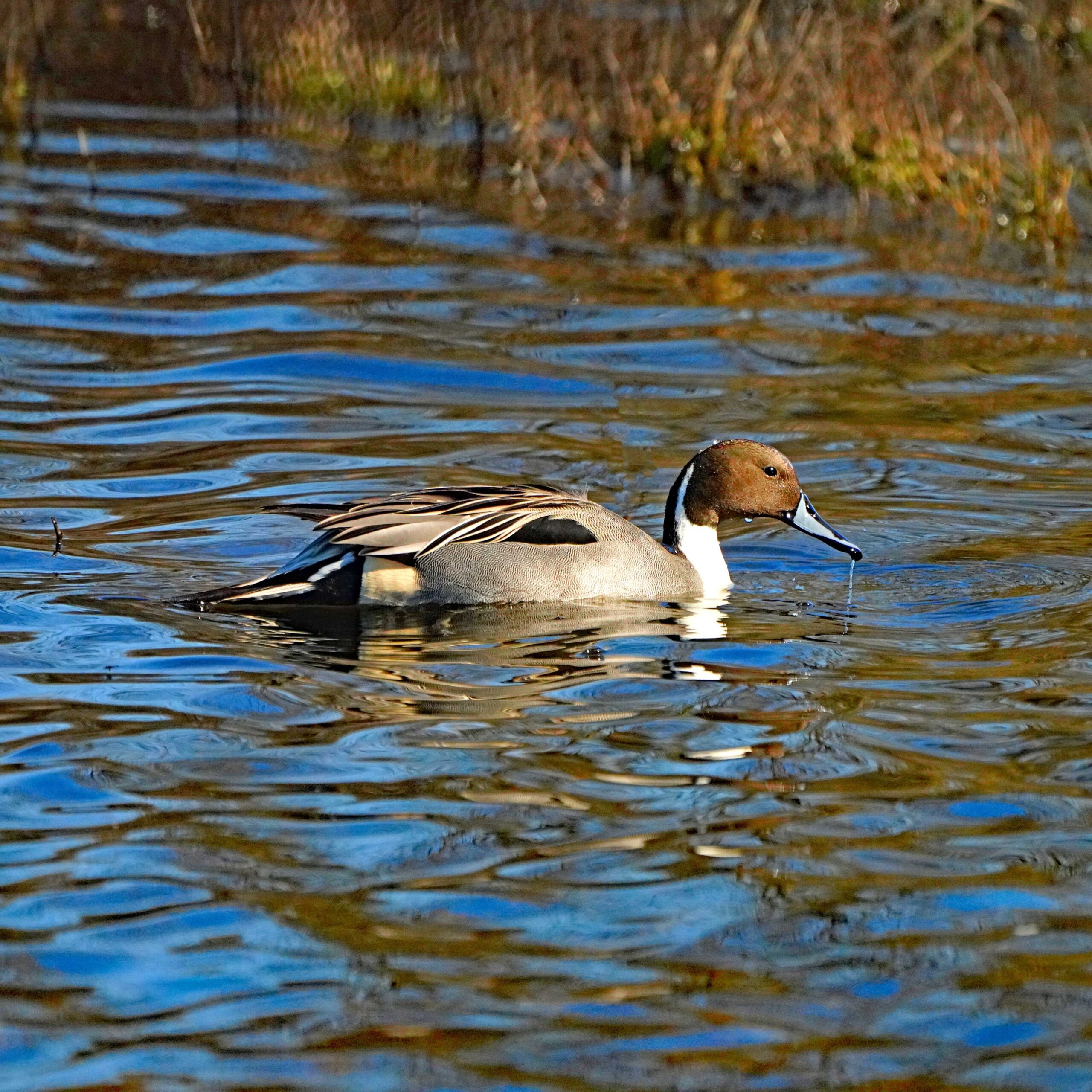 Pintail Duck