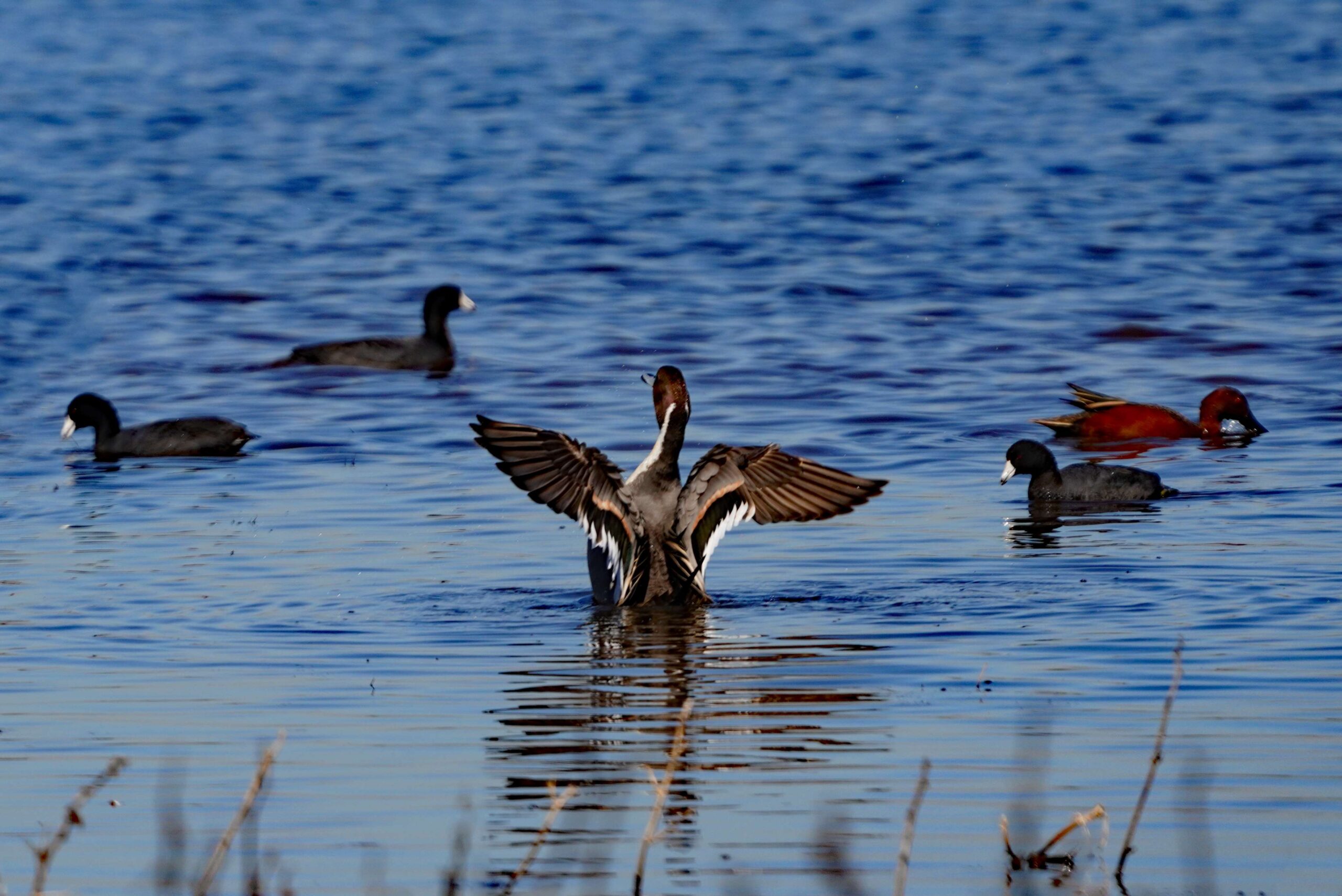 Pintail Duck and Coots