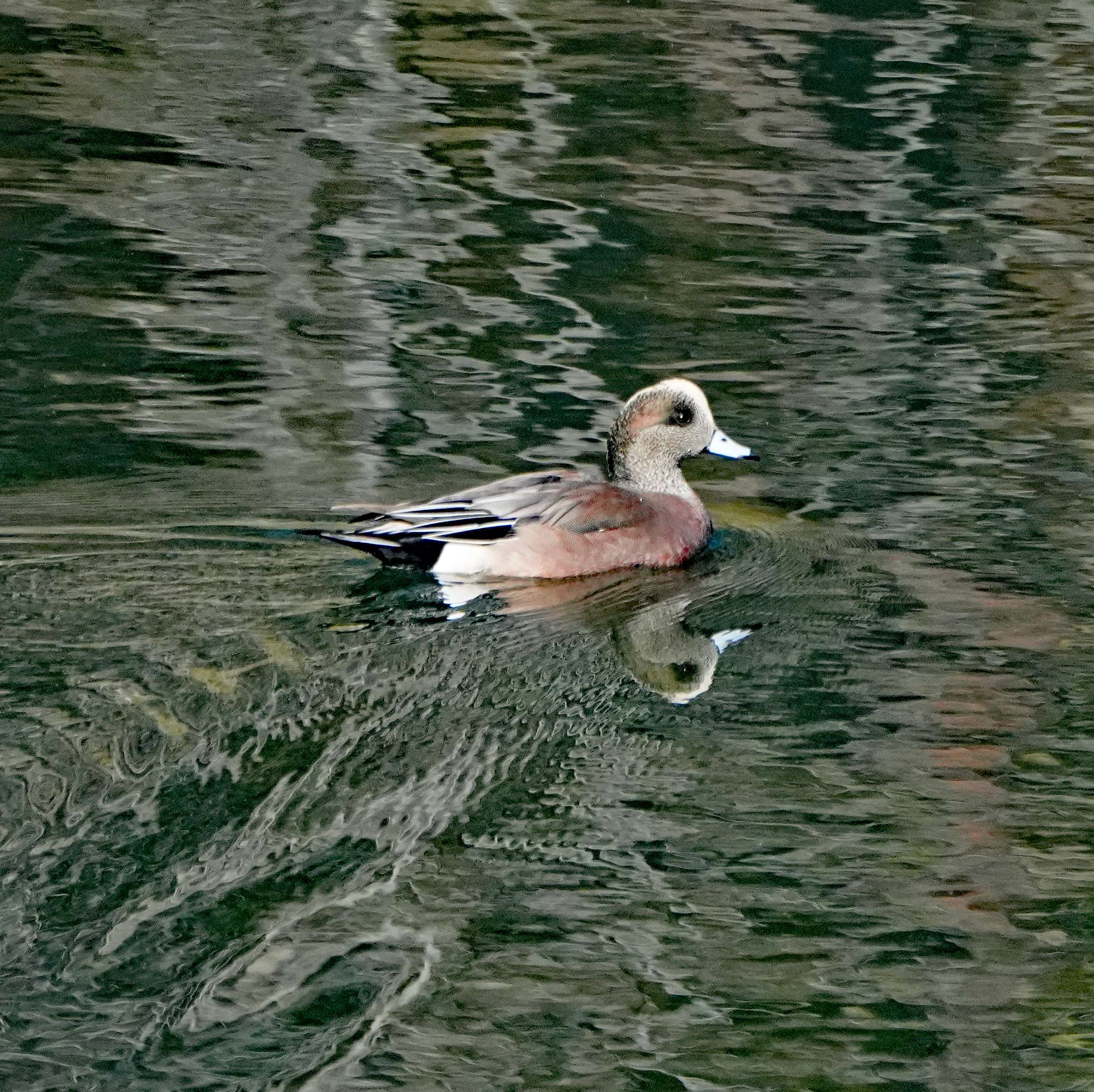 American Wigeon