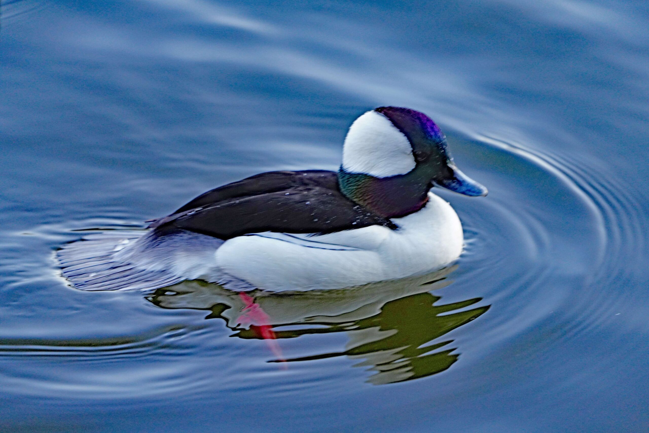 Bufflehead