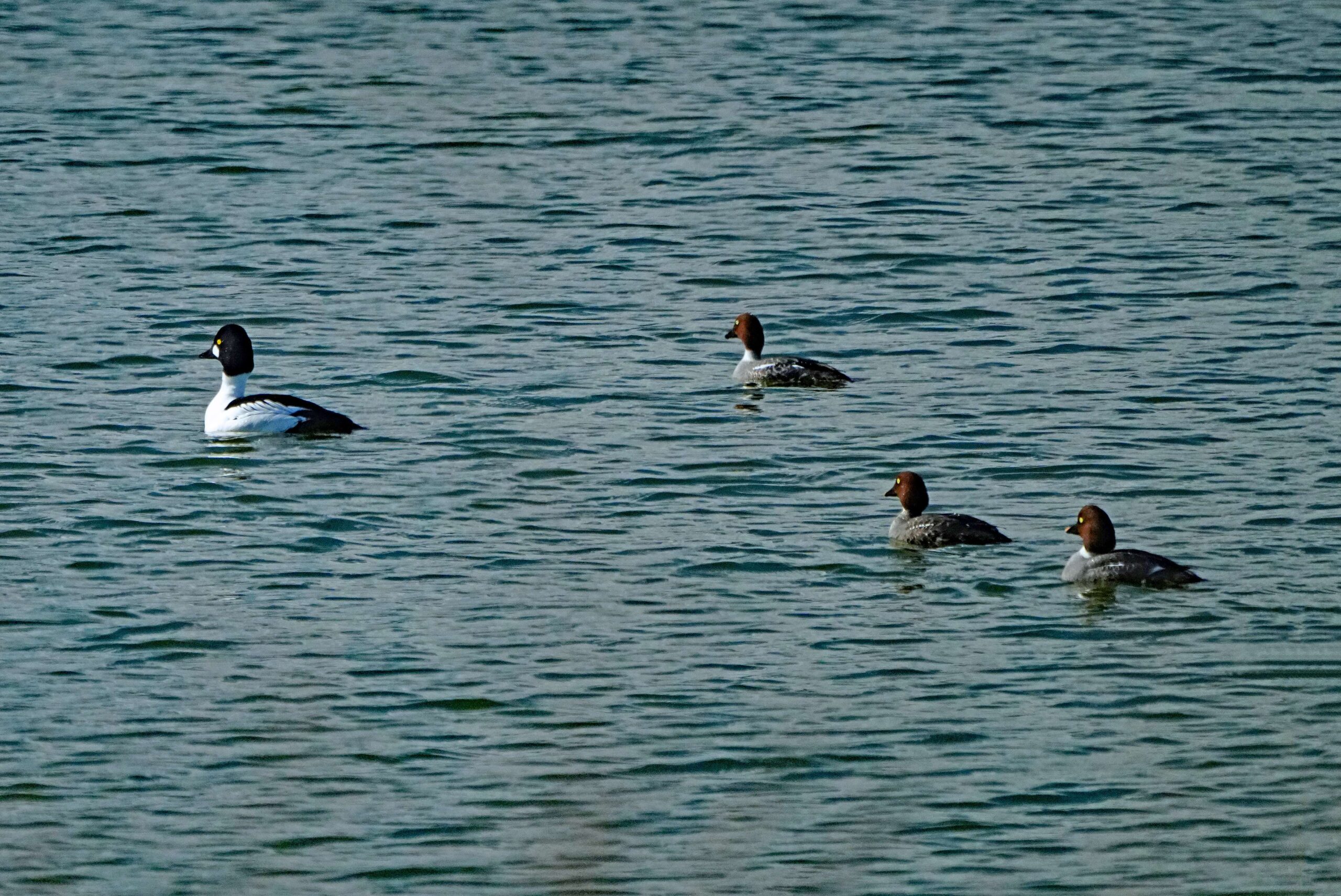 Common Goldeneyes