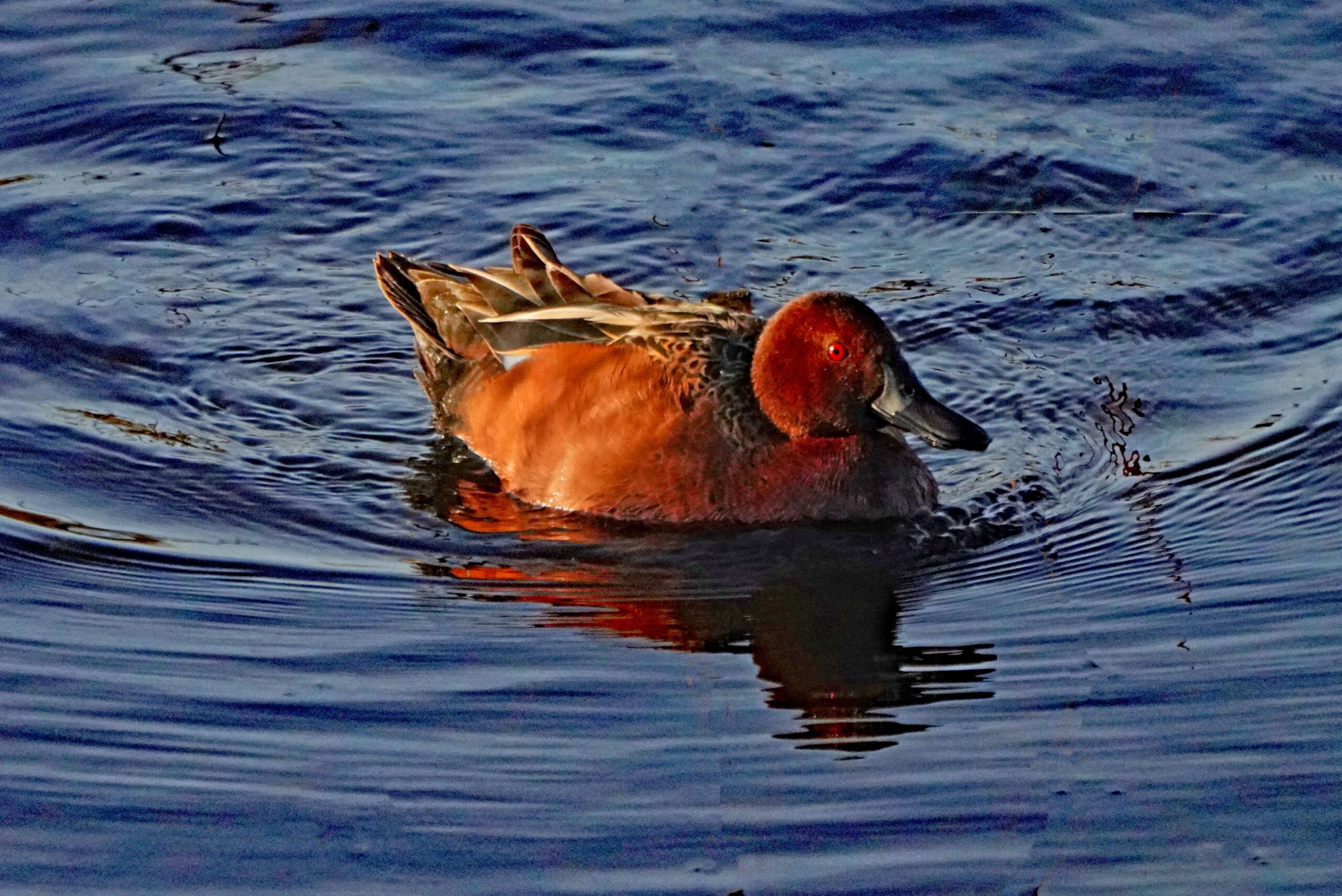Cinnamon Teal Duck