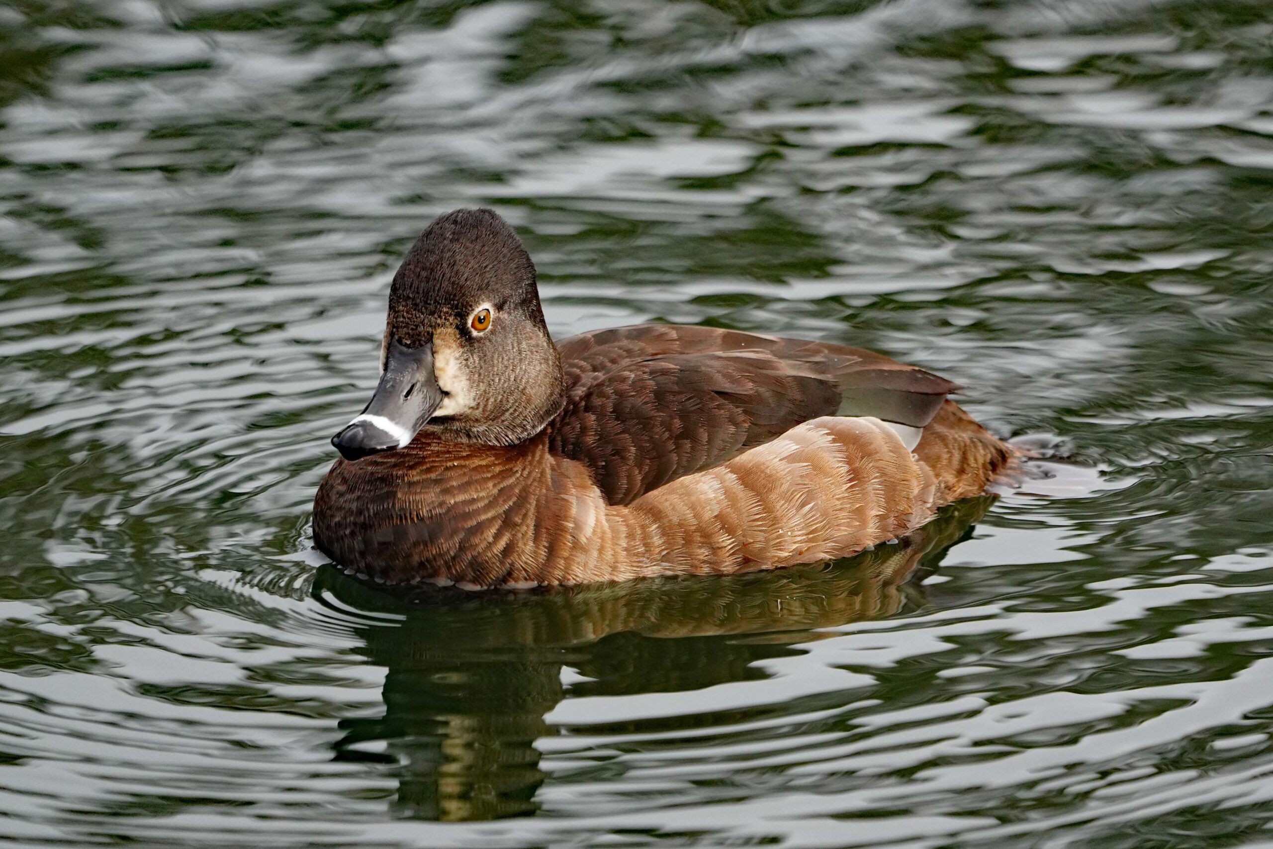 Ring-necled Duck