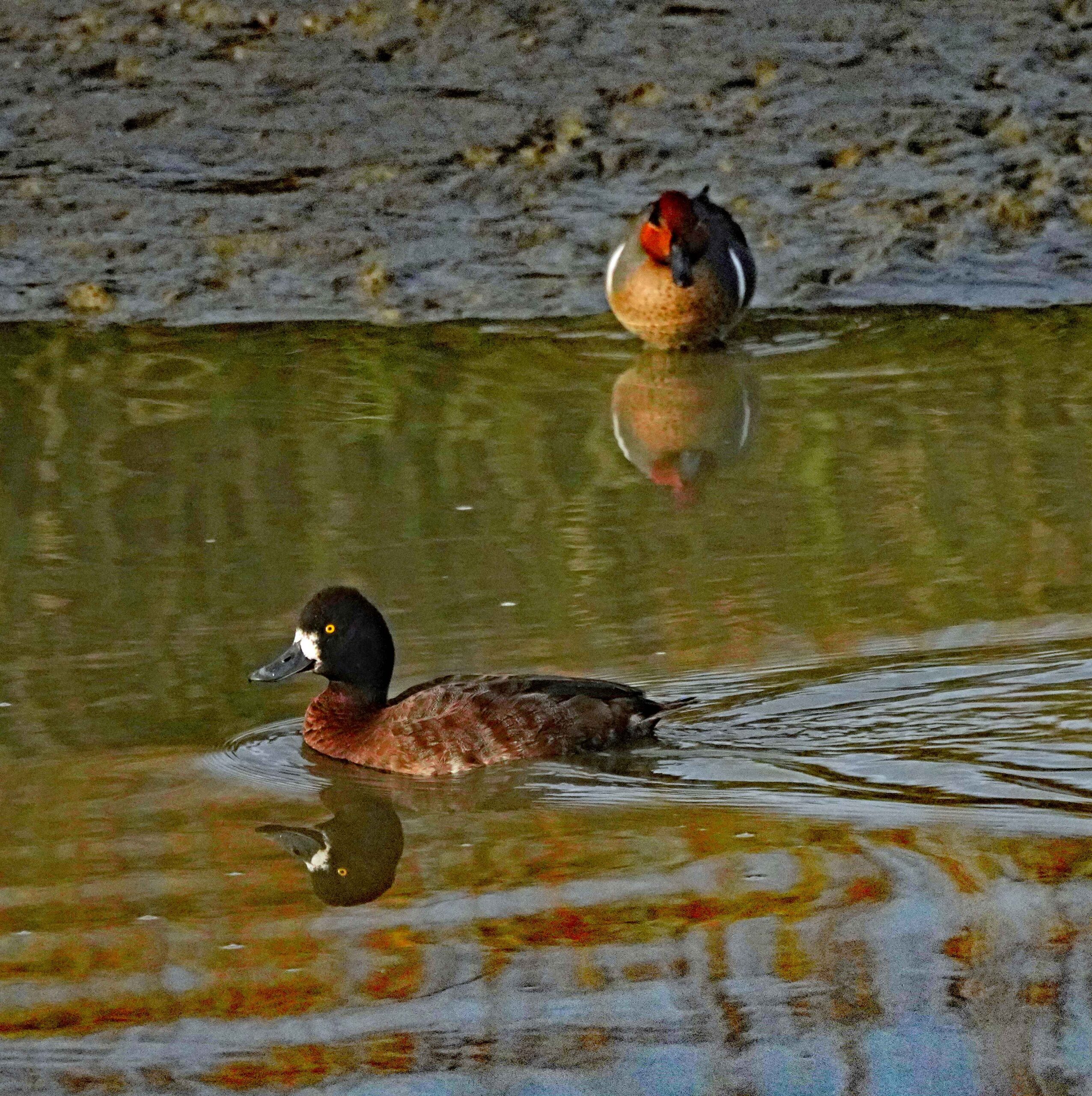 Lesser Scaup