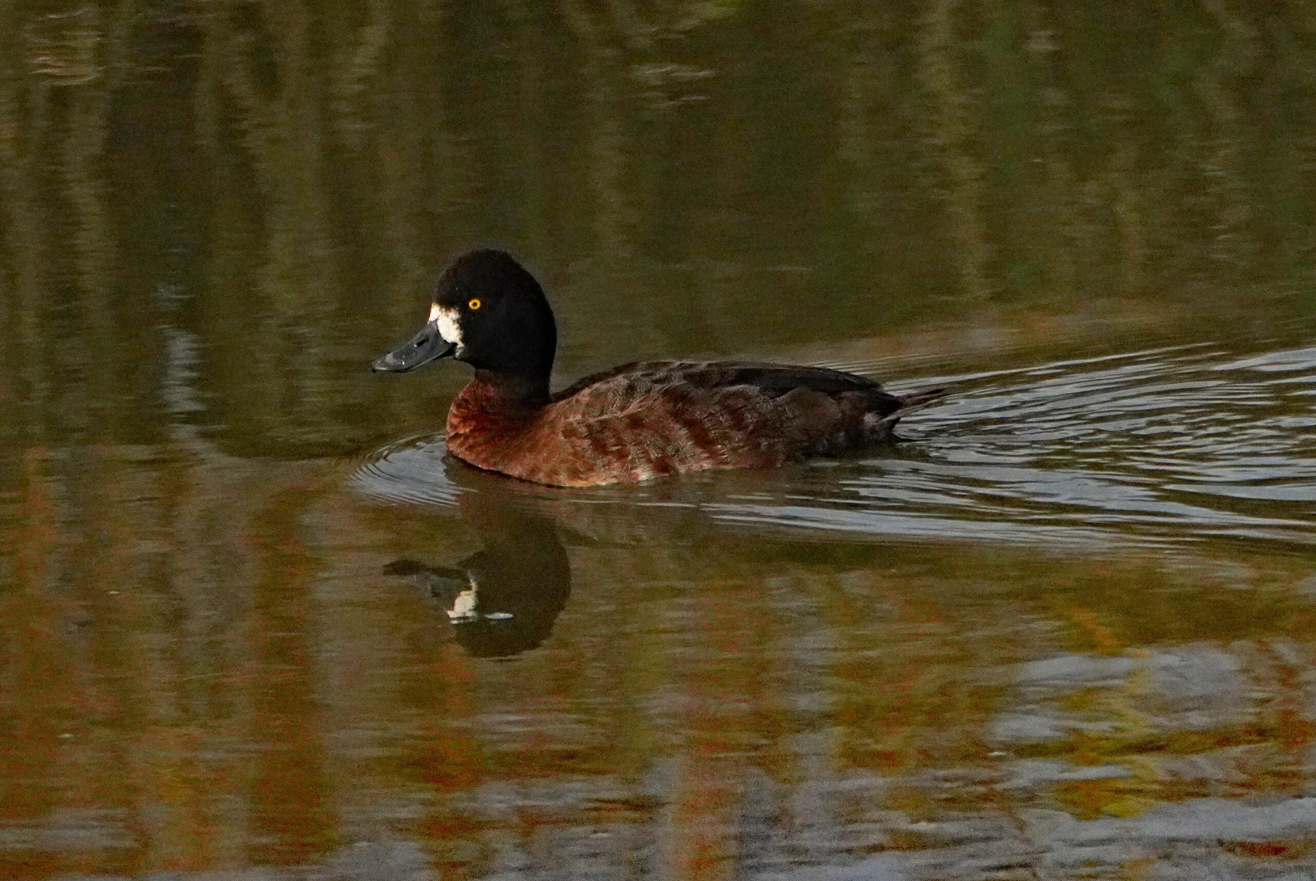 Lesser Scaup