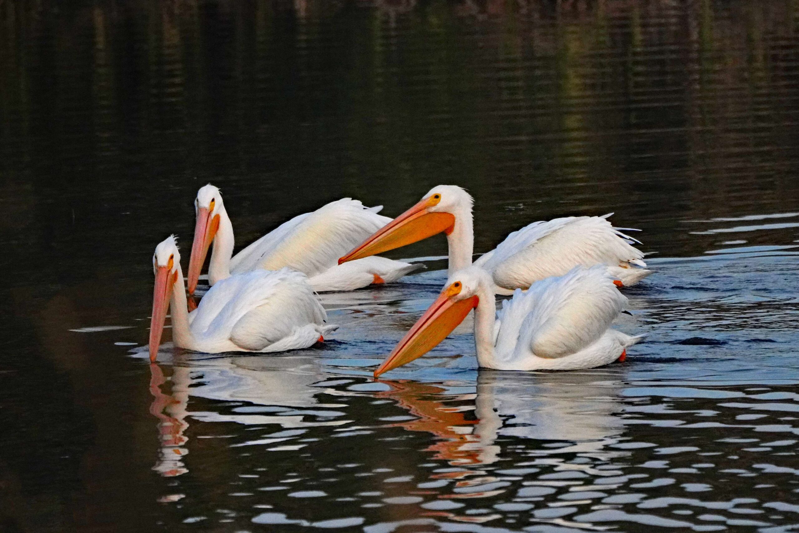 White Pelicans
