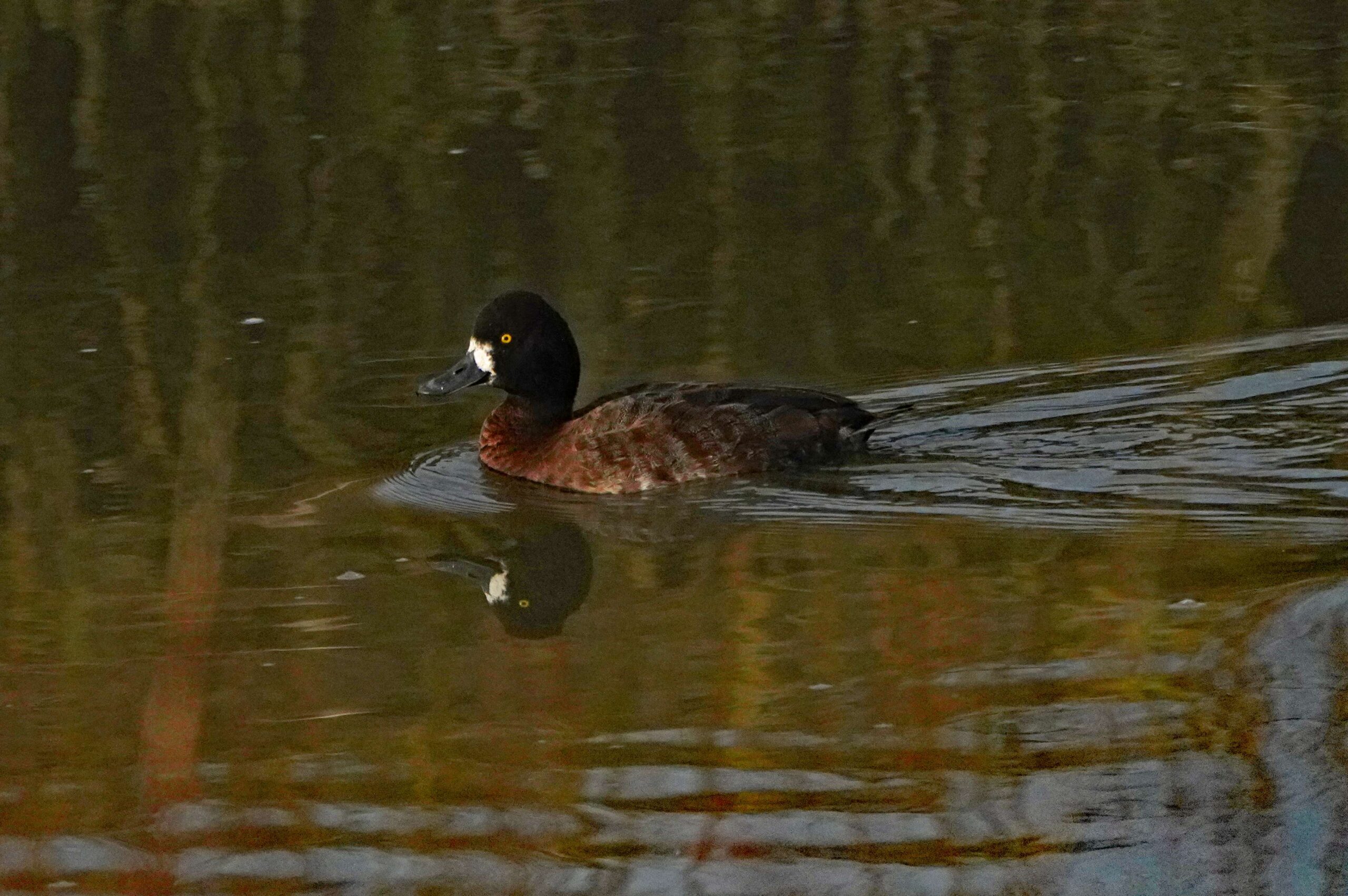 Lesser Scaup
